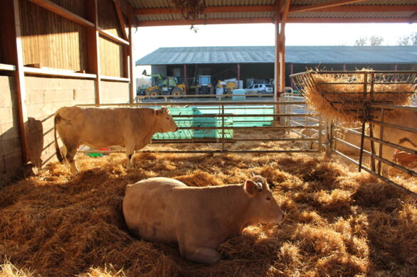 Différents régimes pour l engraissement des vaches de race Blonde d
