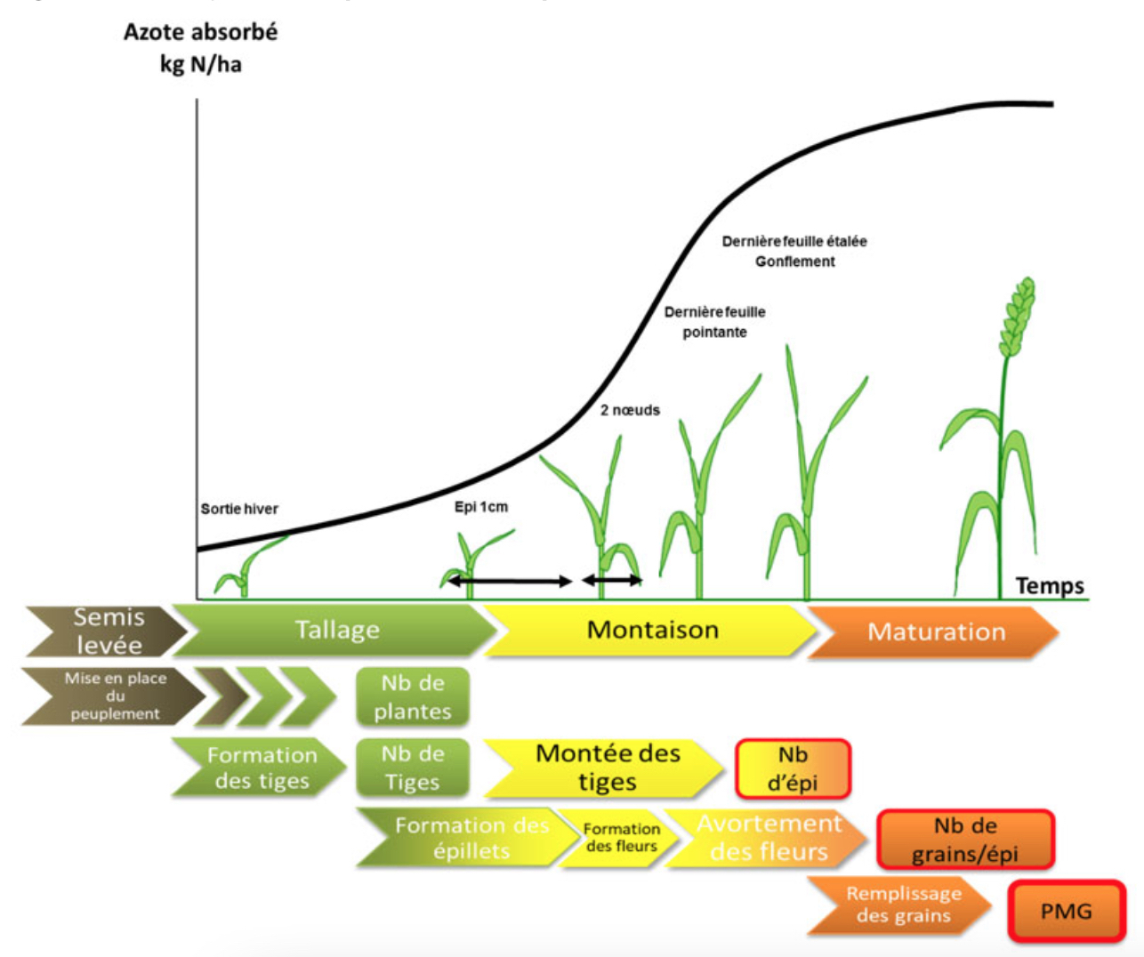 Cinétique d’absorption de l’azote par le blé (Source : Arvalis)