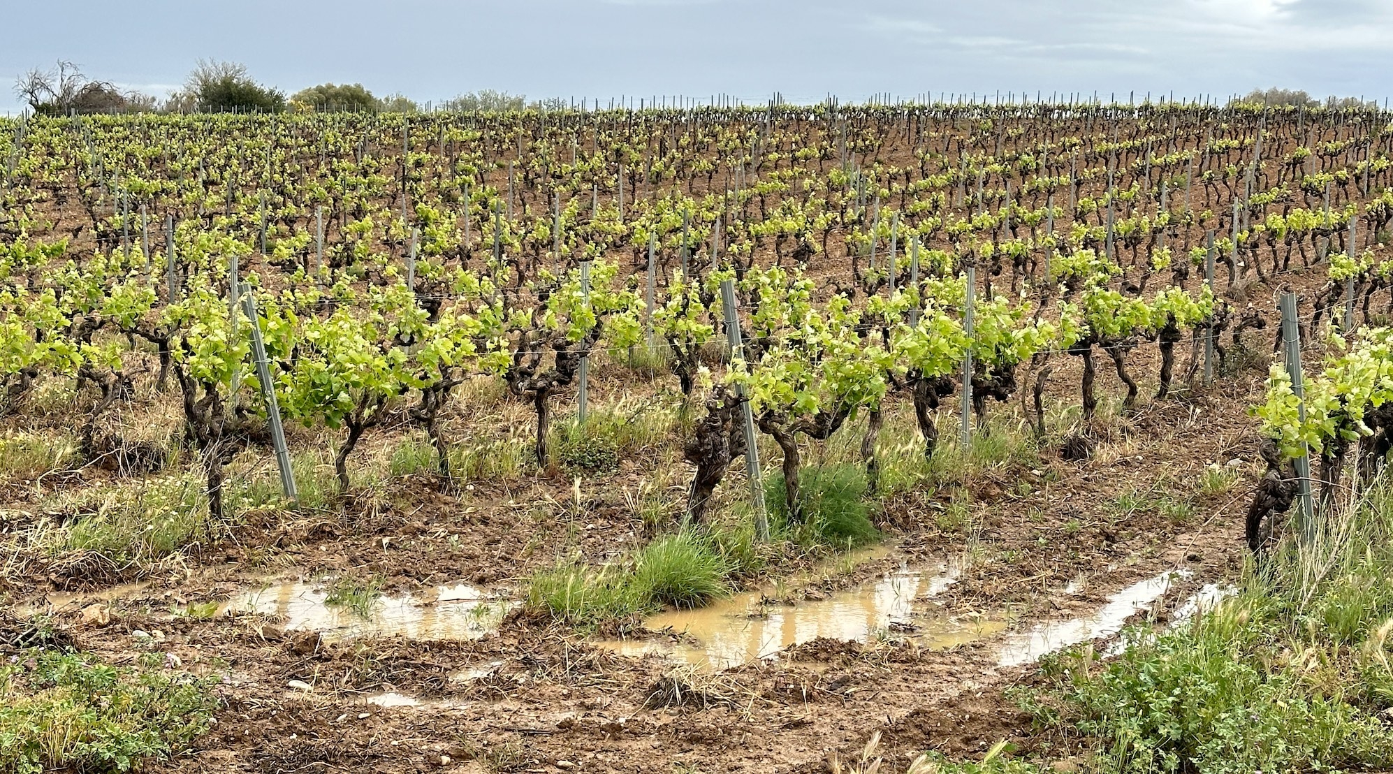 Des flaques d’eau dans les vignes entre Perpignan et Thuir le 1er mai 2024