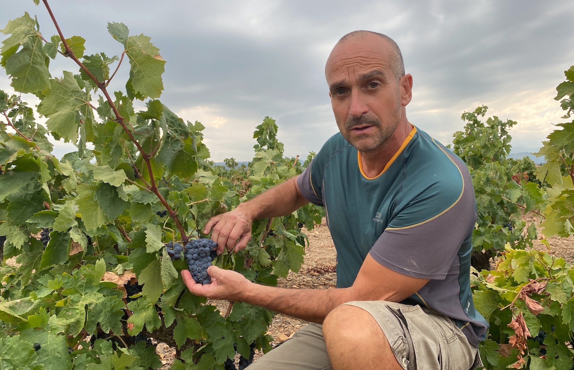 Louis Alies dans une parcelle centenaire carignan, aux raisins échaudés par les 30°C tapant en fin d’après-midi