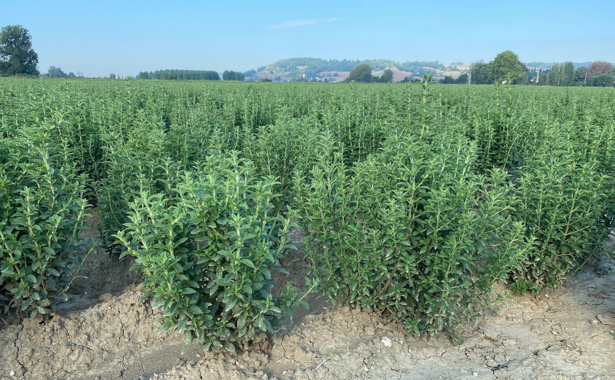 L’appel à projet sert la structuration des filières agricoles et agroalimentaire, au service de la création de valeur en amont et en aval et en phase avec la planification écologique (Crédit photo : R. Lecocq)
