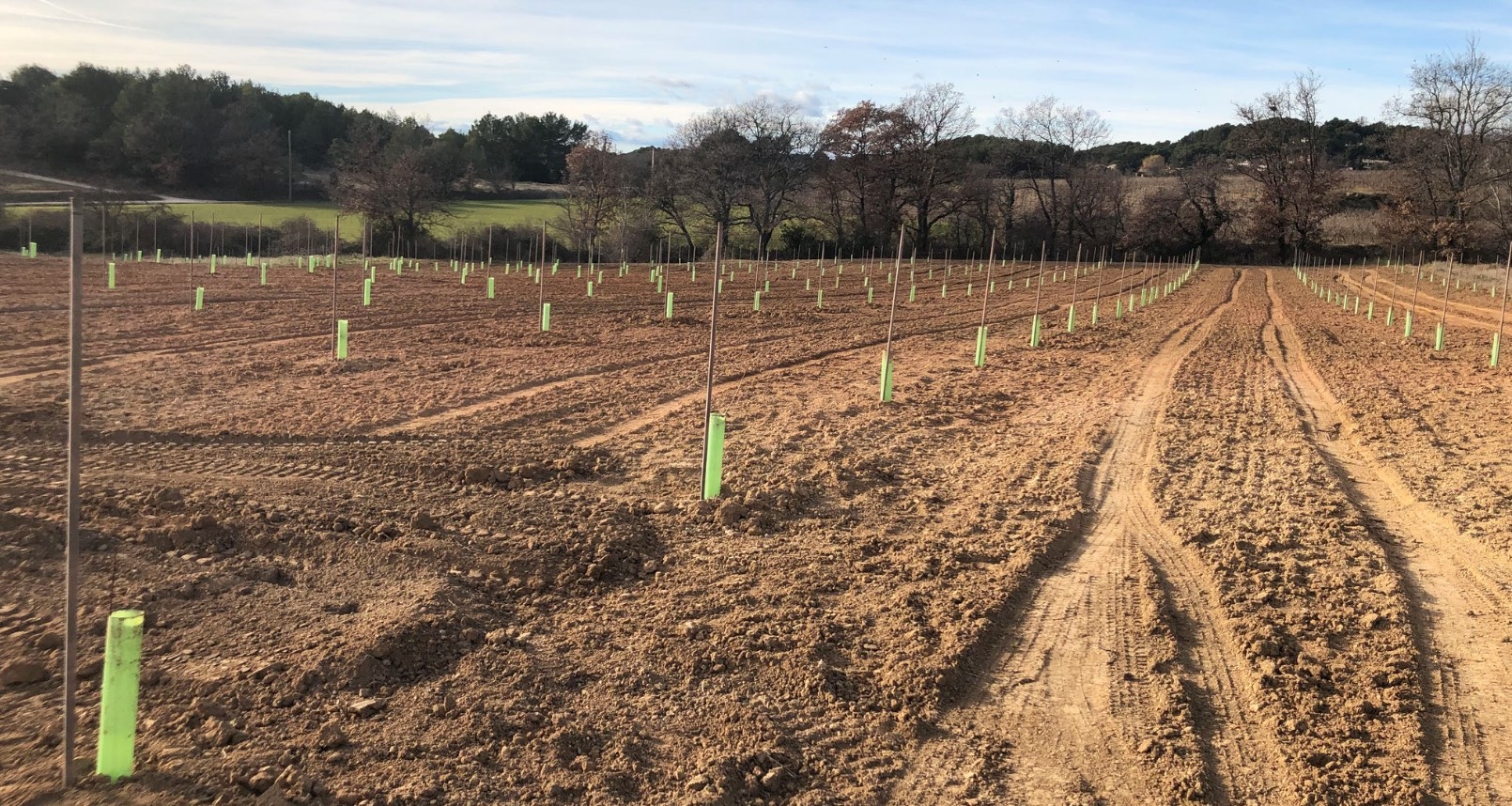 Les premières mises à fruits interviennent entre 6 et 8 ans pour des rendements escomptés en amandons compris entre 1 et 1,5 t/ha, sur la base de 300 arbres par ha (Crédit photo : Jean-Louis Joseph)