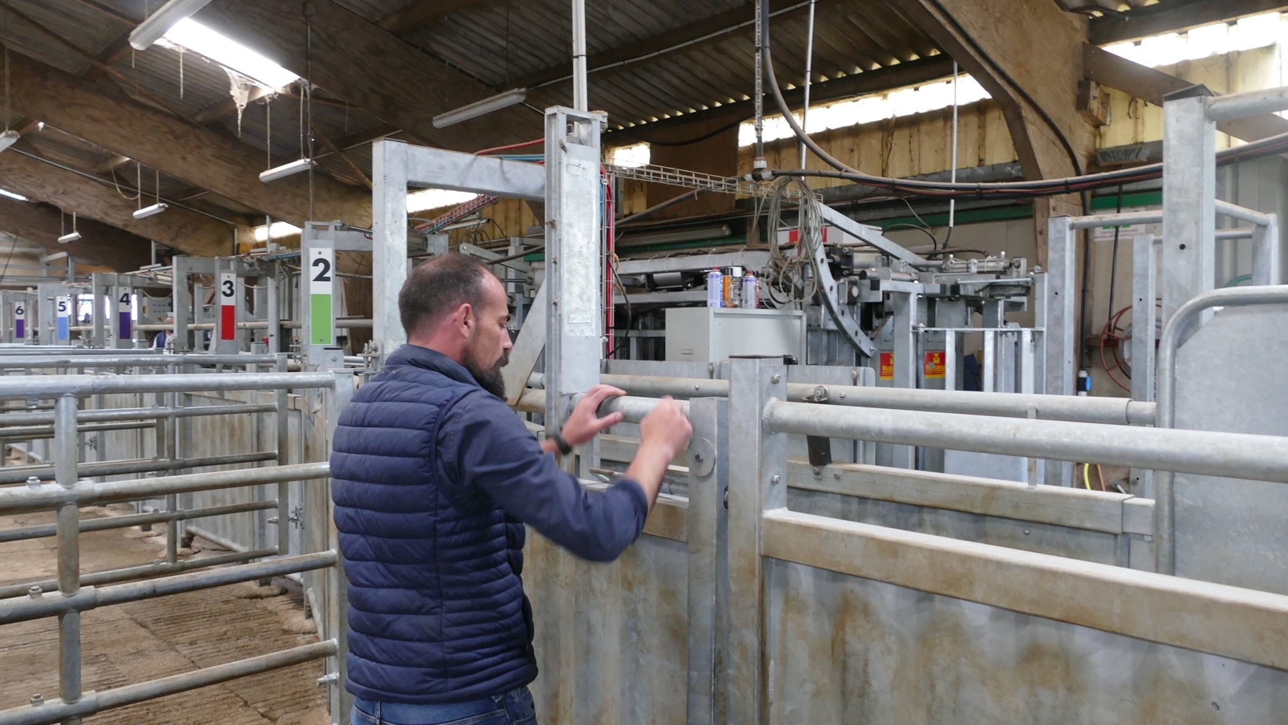 Le tri par le poids des animaux est désormais automatisé dès la sortie de la pesée. Avant, les opérations requerraient des entrées et sorties des animaux par les opérateurs. En photo, Thomas Retière, responsable activité maigre et veaux à Ter’élevage. (Crédit photo : Catherine Perrot)