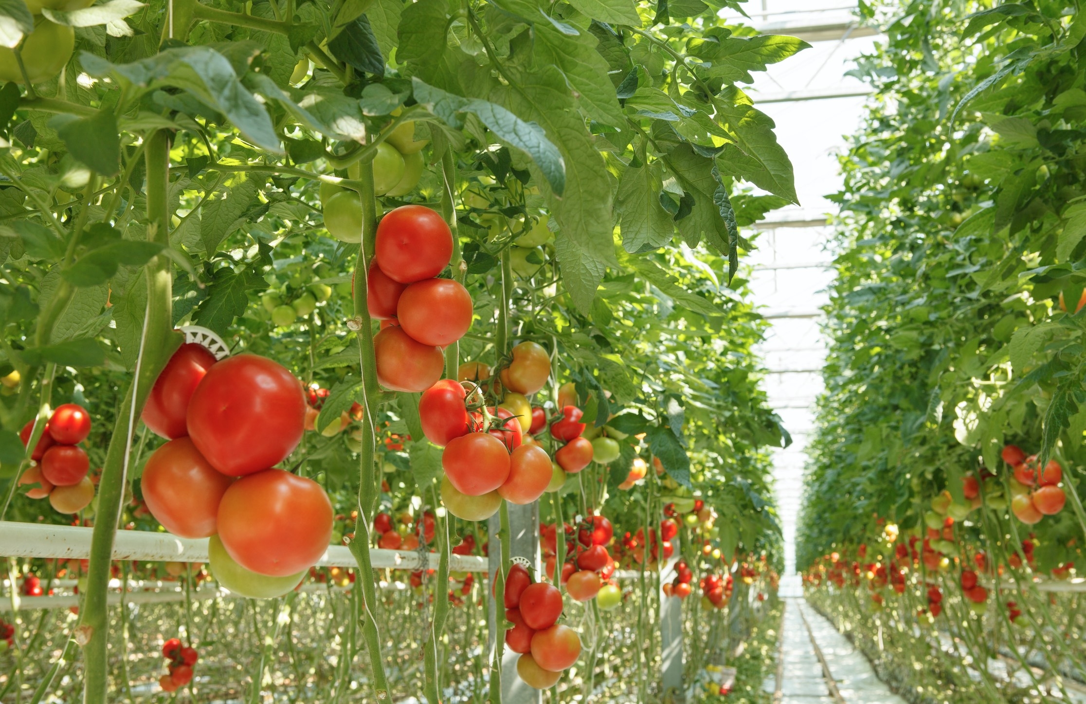 En 2020, le déficit de la balance commerciale en tomate fraiche s’est élevé à environ 300.000 t, équivalant à 240 millions d’euros