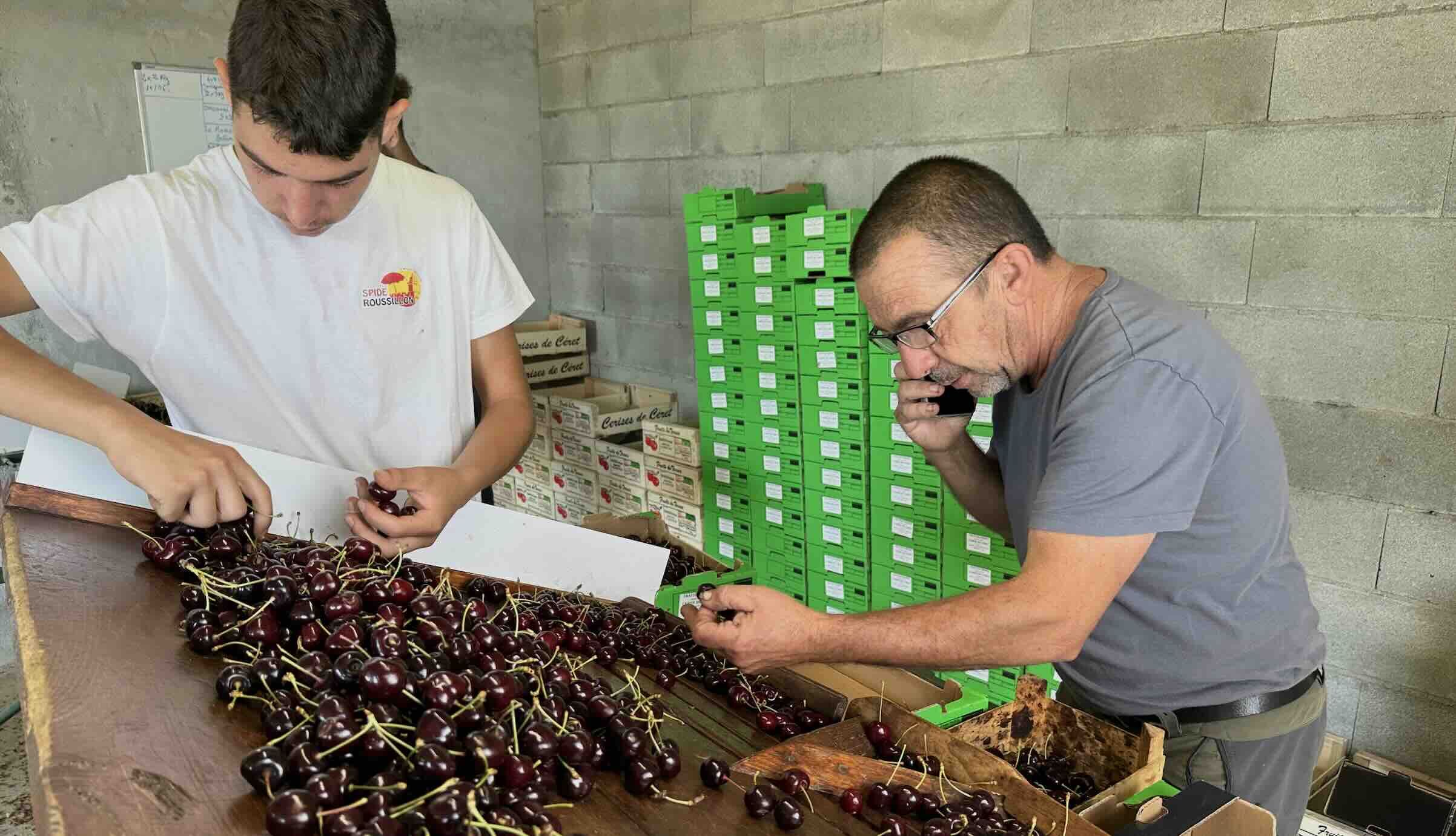 Au moyen d’un questionnaire en ligne, « C’est qui le patron ?! » invite les consommateurs à fixer le prix d’achat de la cerise en rayon, en définissant le mode de production et le niveau de marge consenti au producteur (Crédit photo : R. Lecocq)