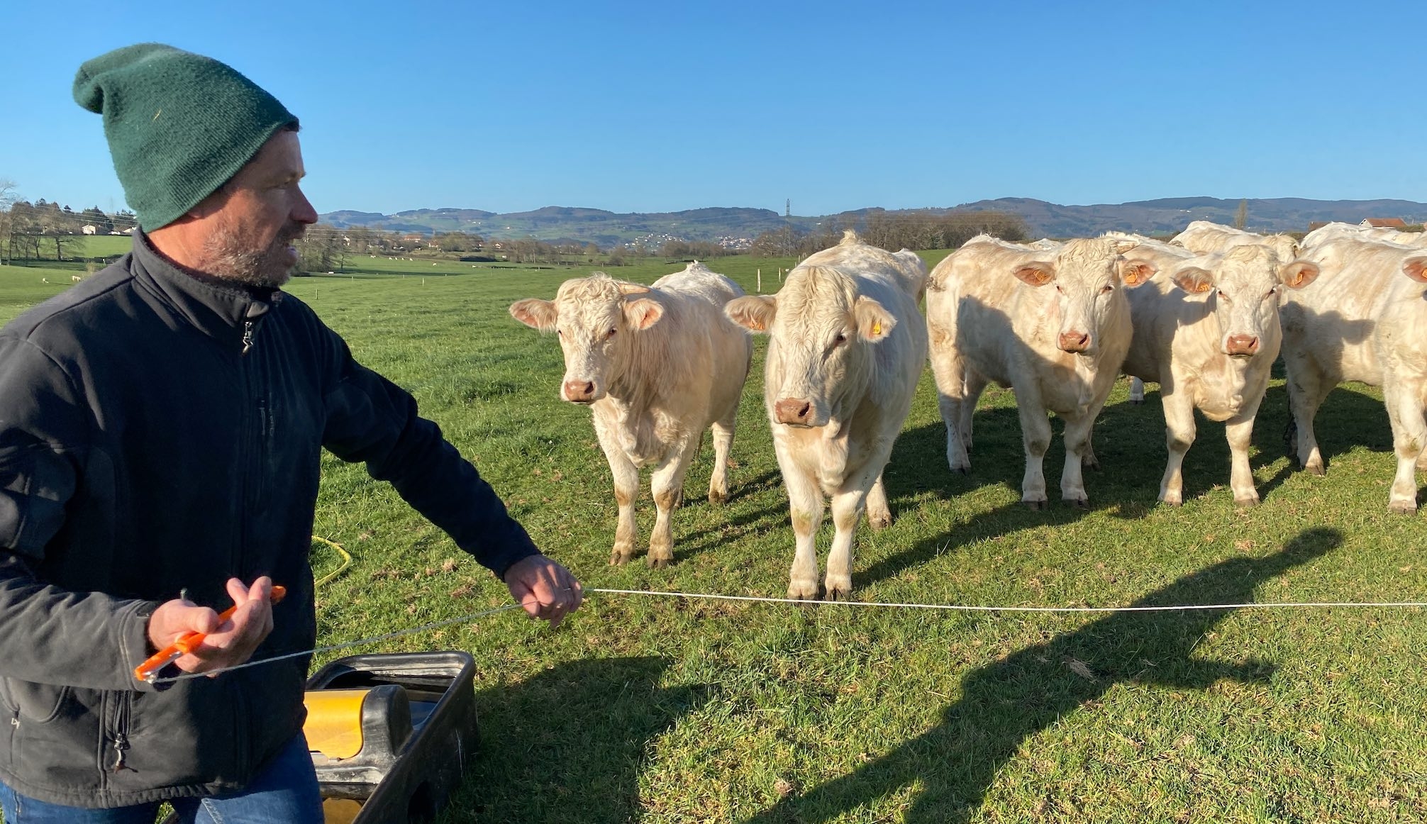 Changement de paddock pour les génisses 100% herbe