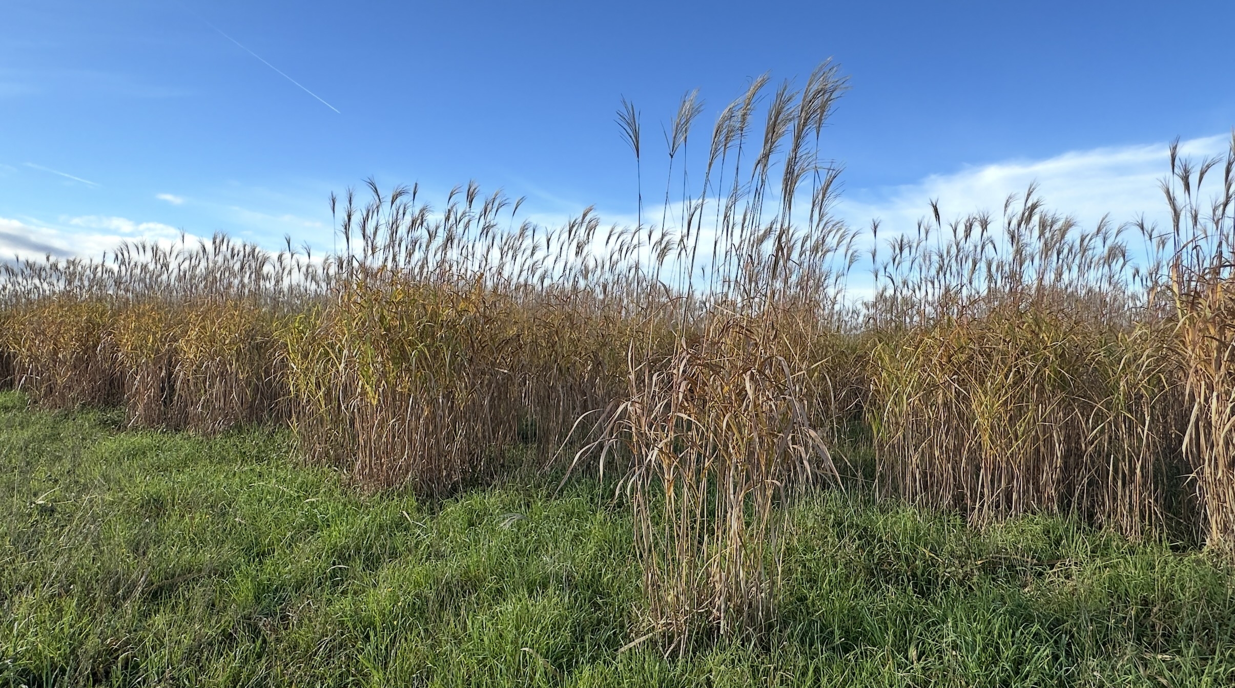 Pour protéger la ressource, le maïsiculteur détoure ses parcelles avec du miscanthus sinon des bandes enherbées de 20 mètres