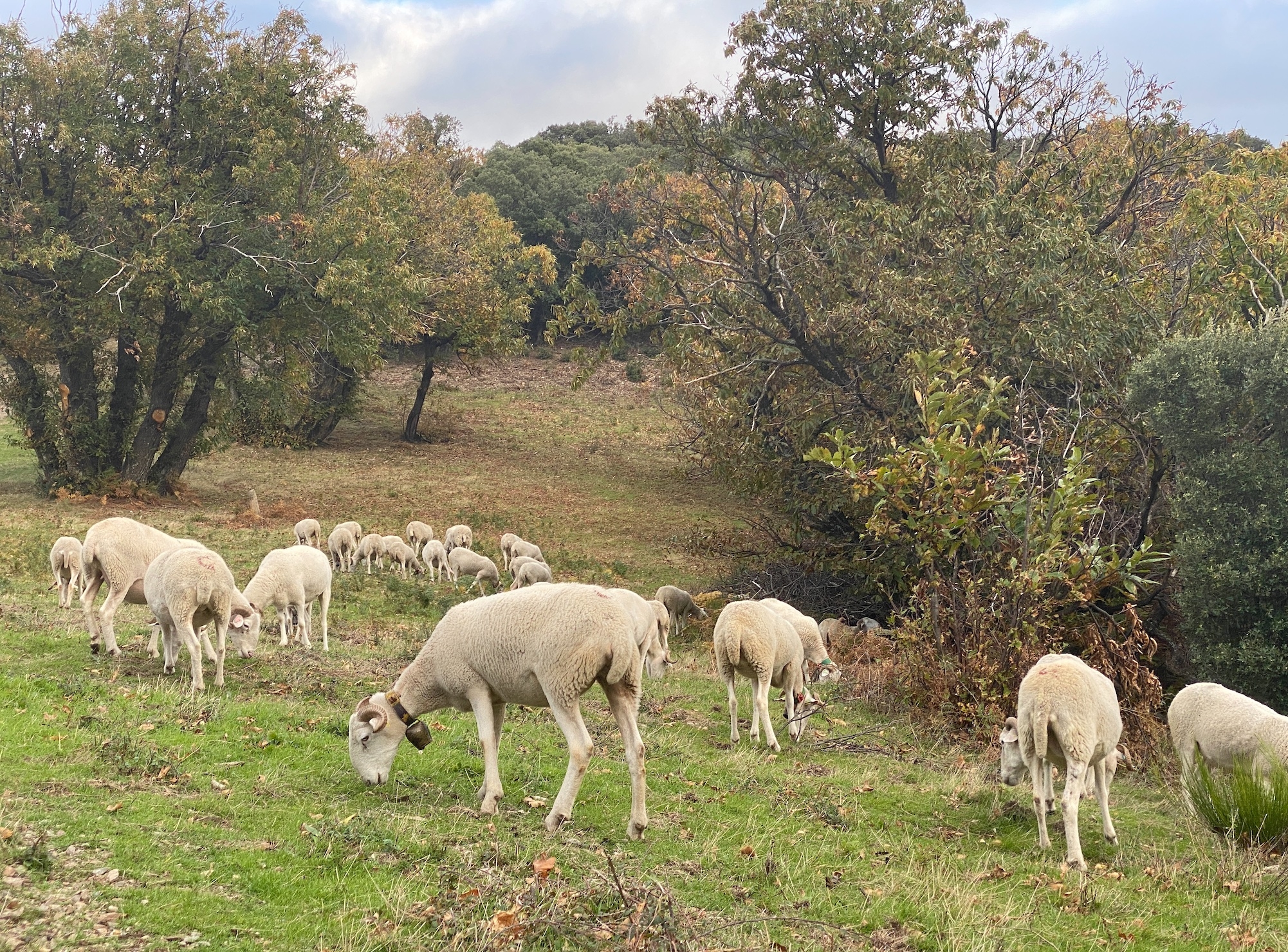 Sans pastoralisme et sans la préservation de milieux ouverts, pas de tourisme (Crédit photo : R. Lecocq)