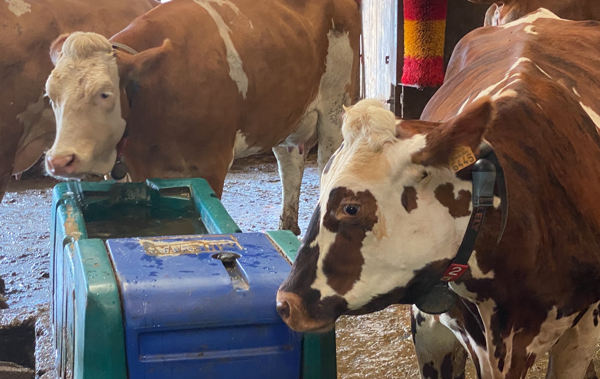 Une Normande s’invite dans le troupeau de Simmental : « La fille d’une super Simmental qui ne remplissait pas, 50 kilos de lait en 2ème lactation »