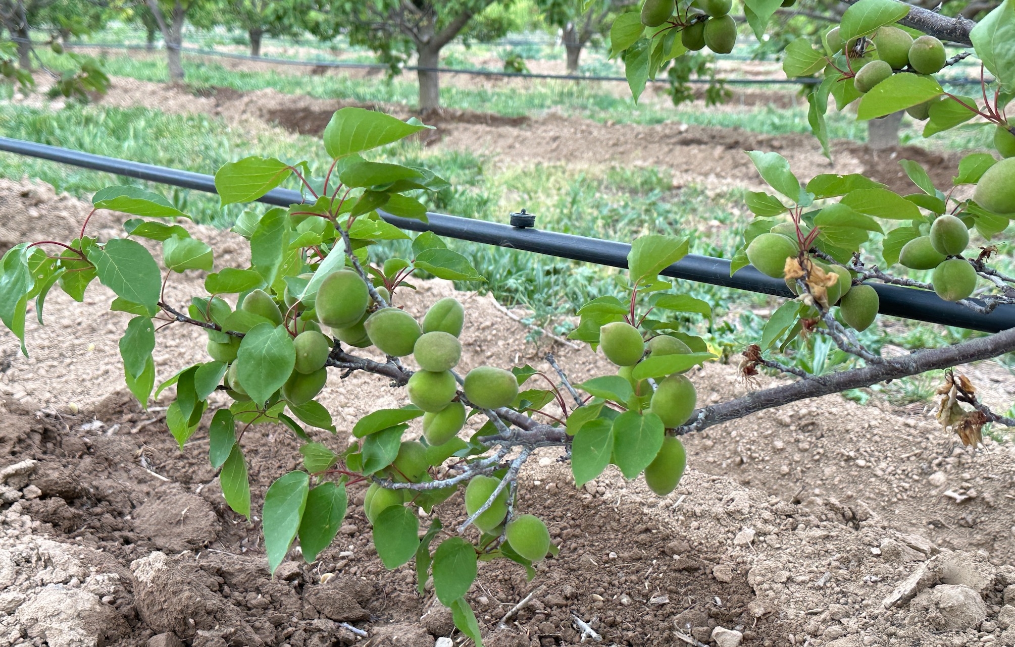 De nombreux départements producteurs d’abricots sont confrontés à des arrêtés sécheresse