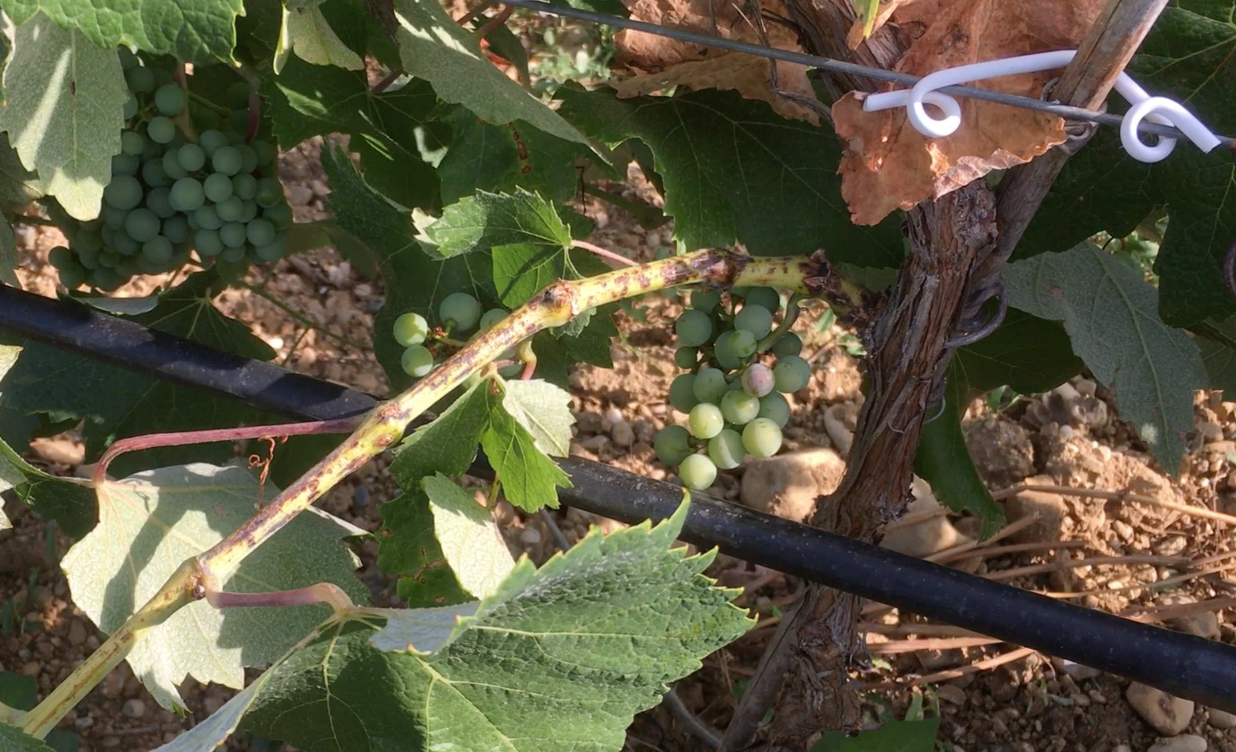 L’irrigation du vignoble est contrainte par la réglementation, l’accès à la ressource et le coût financier