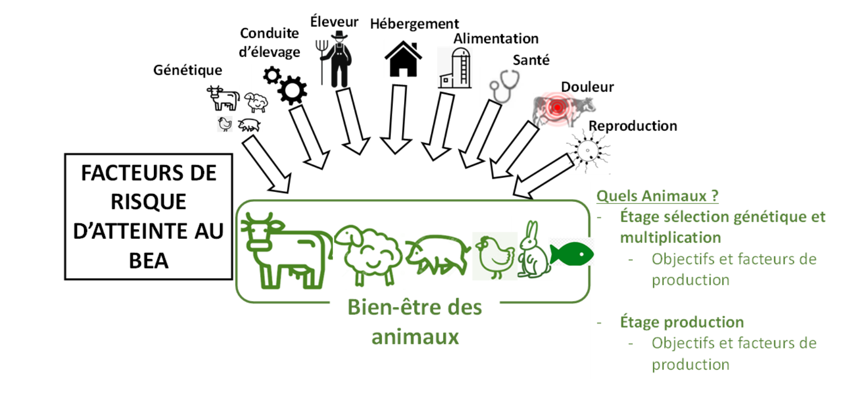 Les 8 facteurs de risque d’atteinte au BEA aux trois étapes de vie d’un animal (Source : Anses)