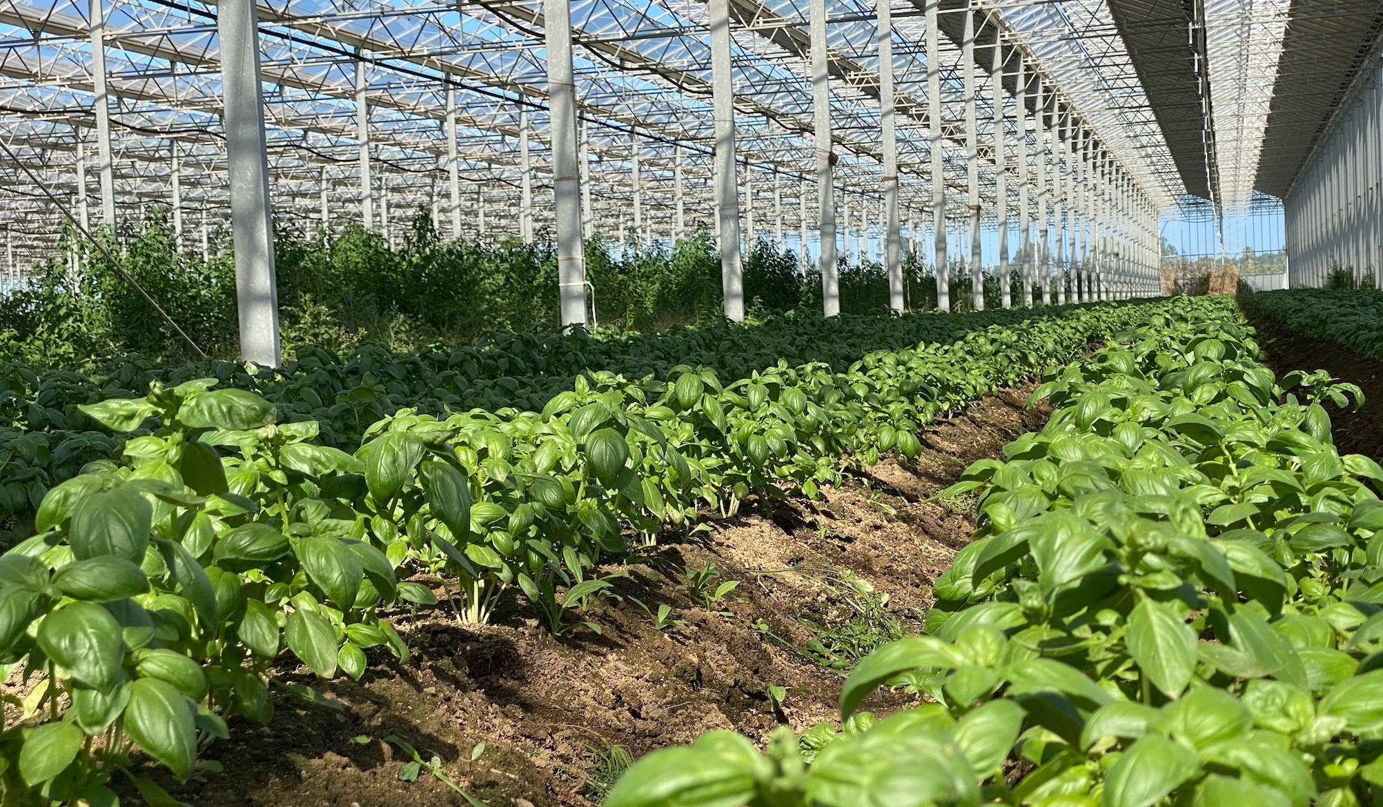Le dispositif alloue des aides à l’investissement dans la rénovation des serres chauffées existantes et la création de nouvelles serres porteuses de transition agroécologique et climatique (Crédit photo : R. Lecocq)