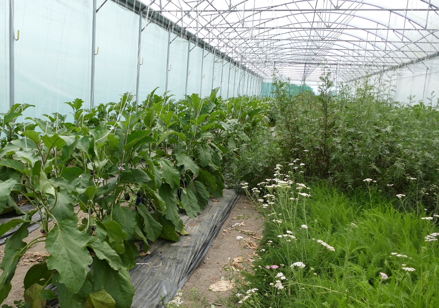 Plants d’aubergine en fleurs (à gauche), à côté de la bande de service, avec achillée au premier plan et tanaisie au second (Crédit photo : Catherine Perrot)