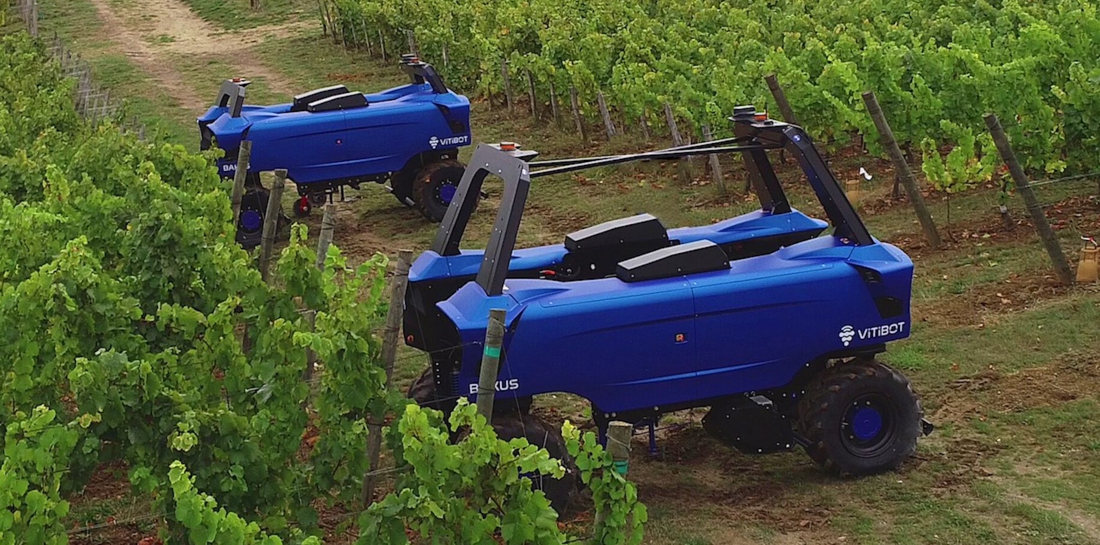 Vitibot décline le Bakus en deux versions pour vignes étroites (P75S ) et semi-larges (P75L) (Crédit photo : Vitibot)
