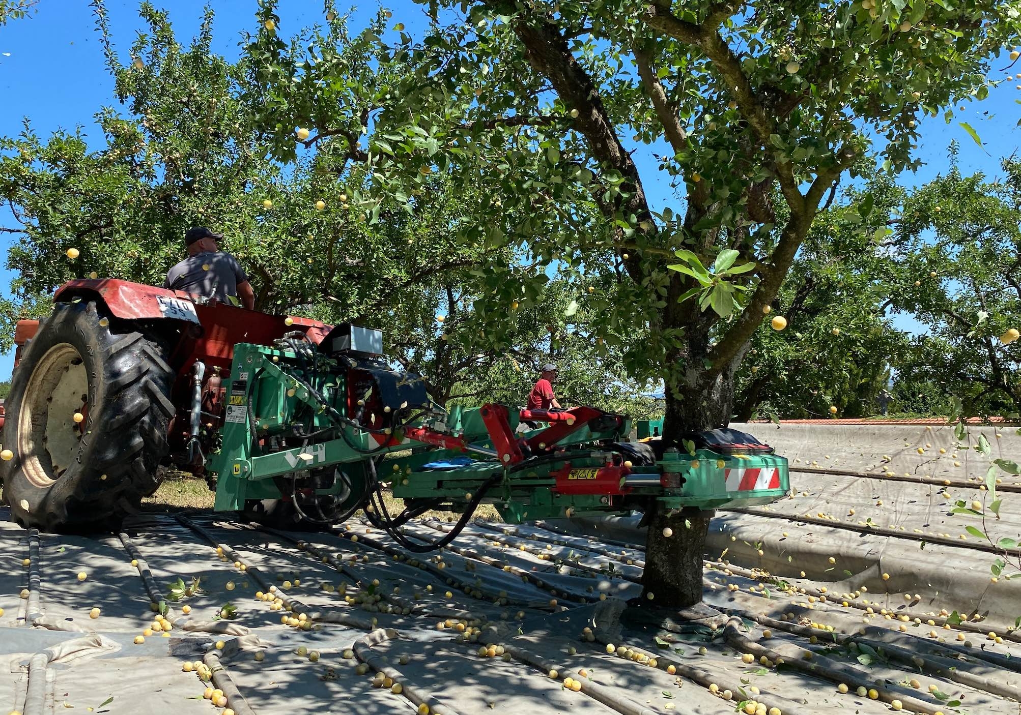 La récolte des mirabelles s’opère en quelques semaines seulement