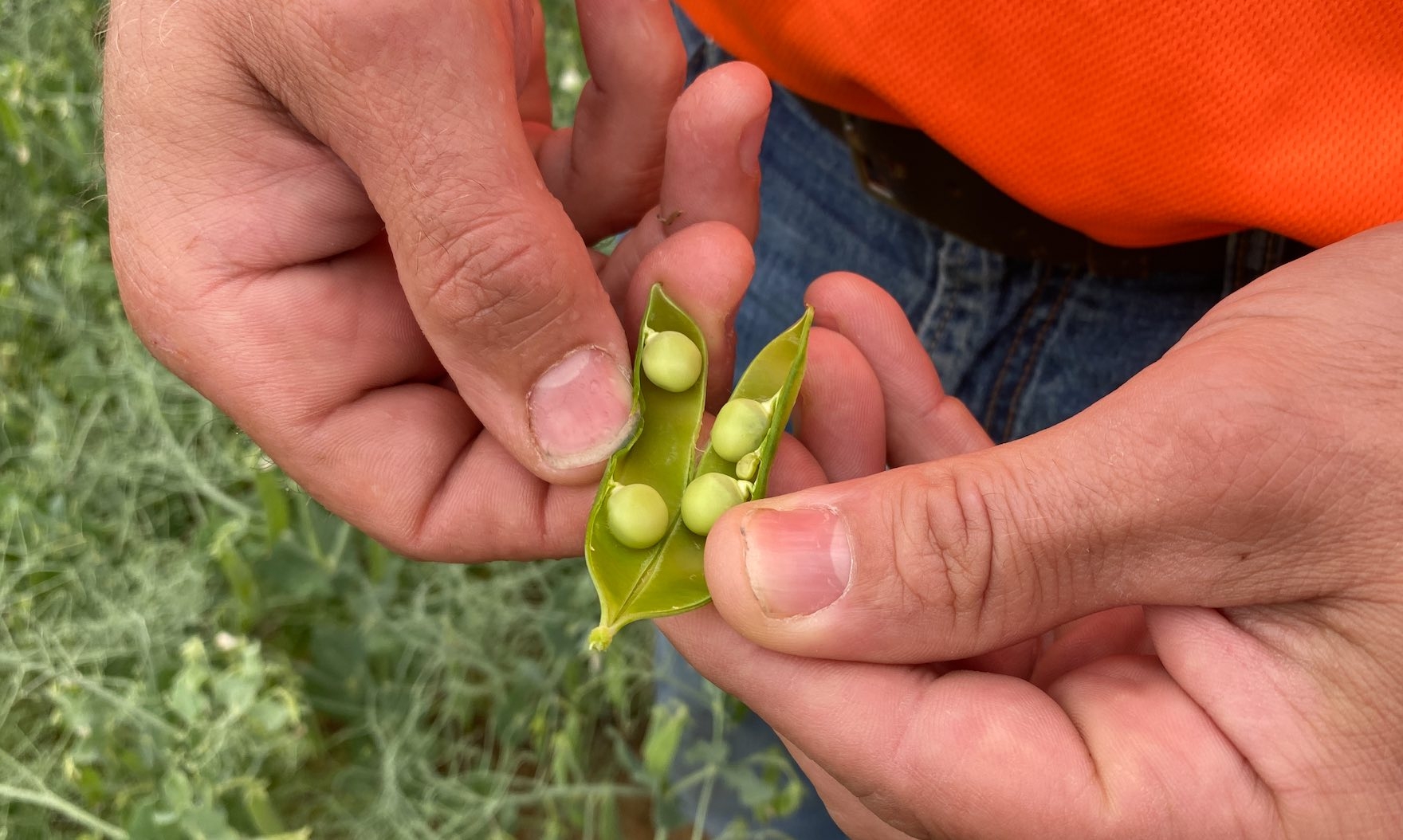 Le pois alimentaire va bénéficier d’une prime de 20 €/t, mais limitée à 2 t/ha, du fait de l’explosion de la sole