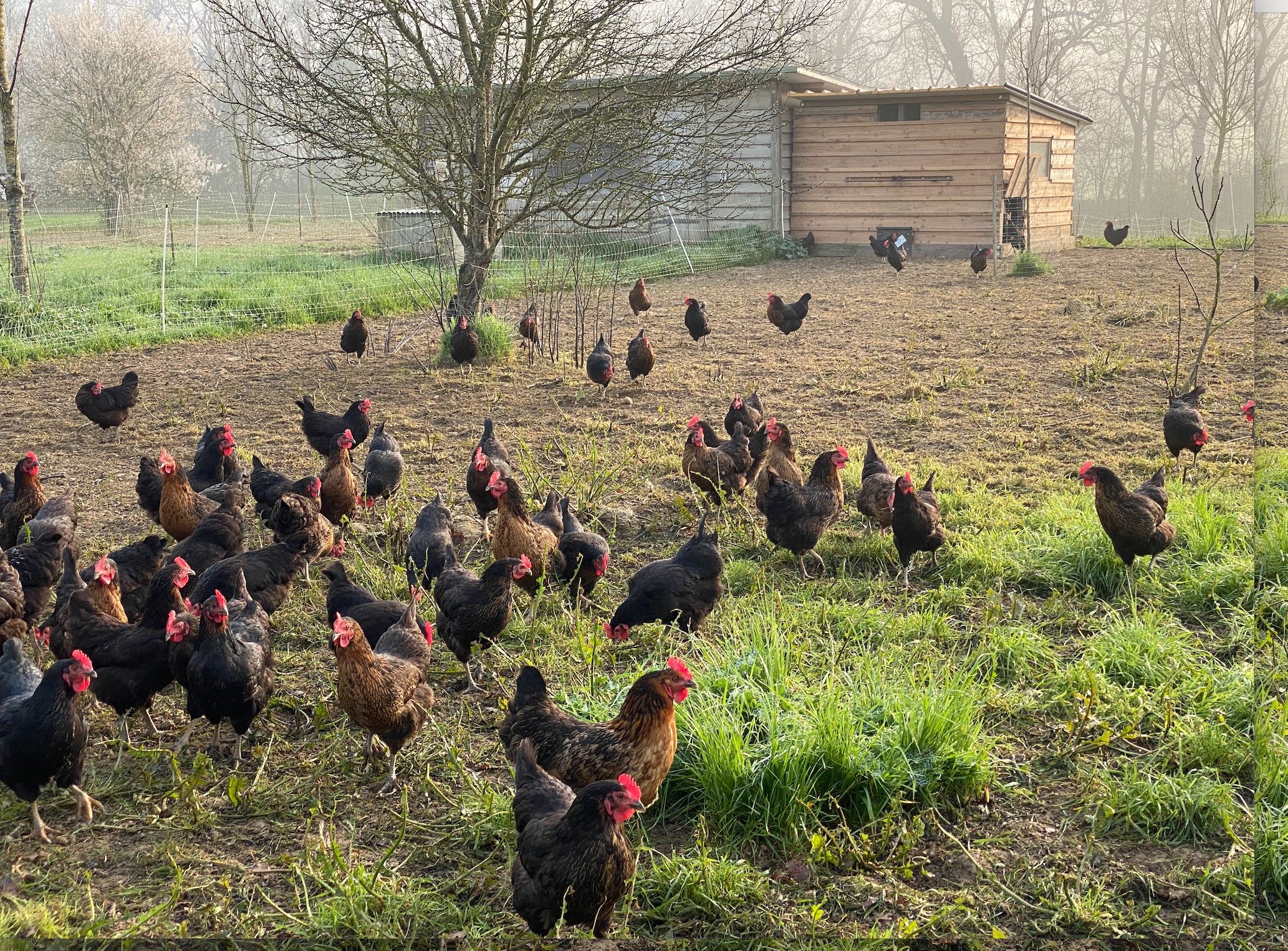 Les importations de viande de poulet ont augmenté de 55% entre 2015 et 2019 (Crédit photo : R. Lecocq)