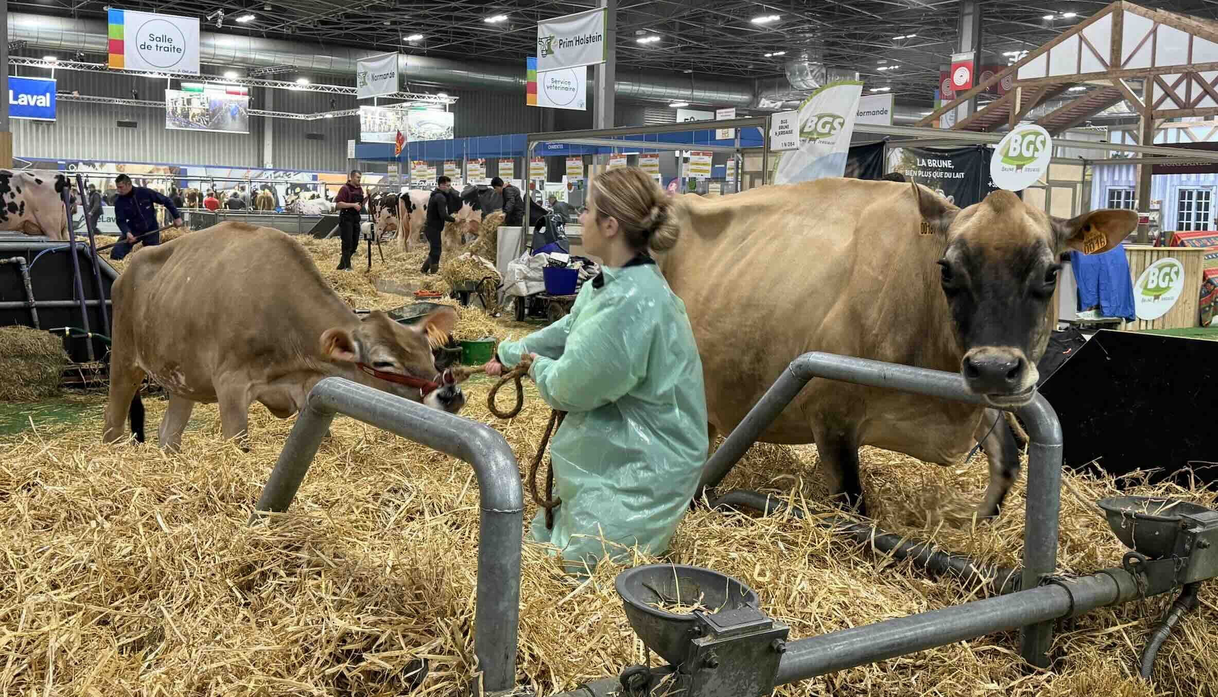La jersiaise est une race réputée docile mais certains matins…