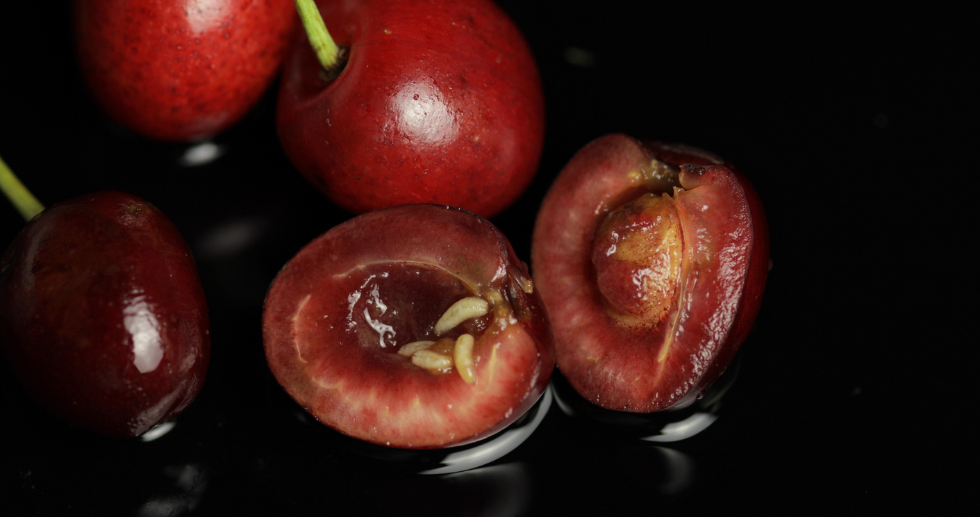 Piege mouche asiatique des fruits et cerise Suzukii, vente au meilleur prix