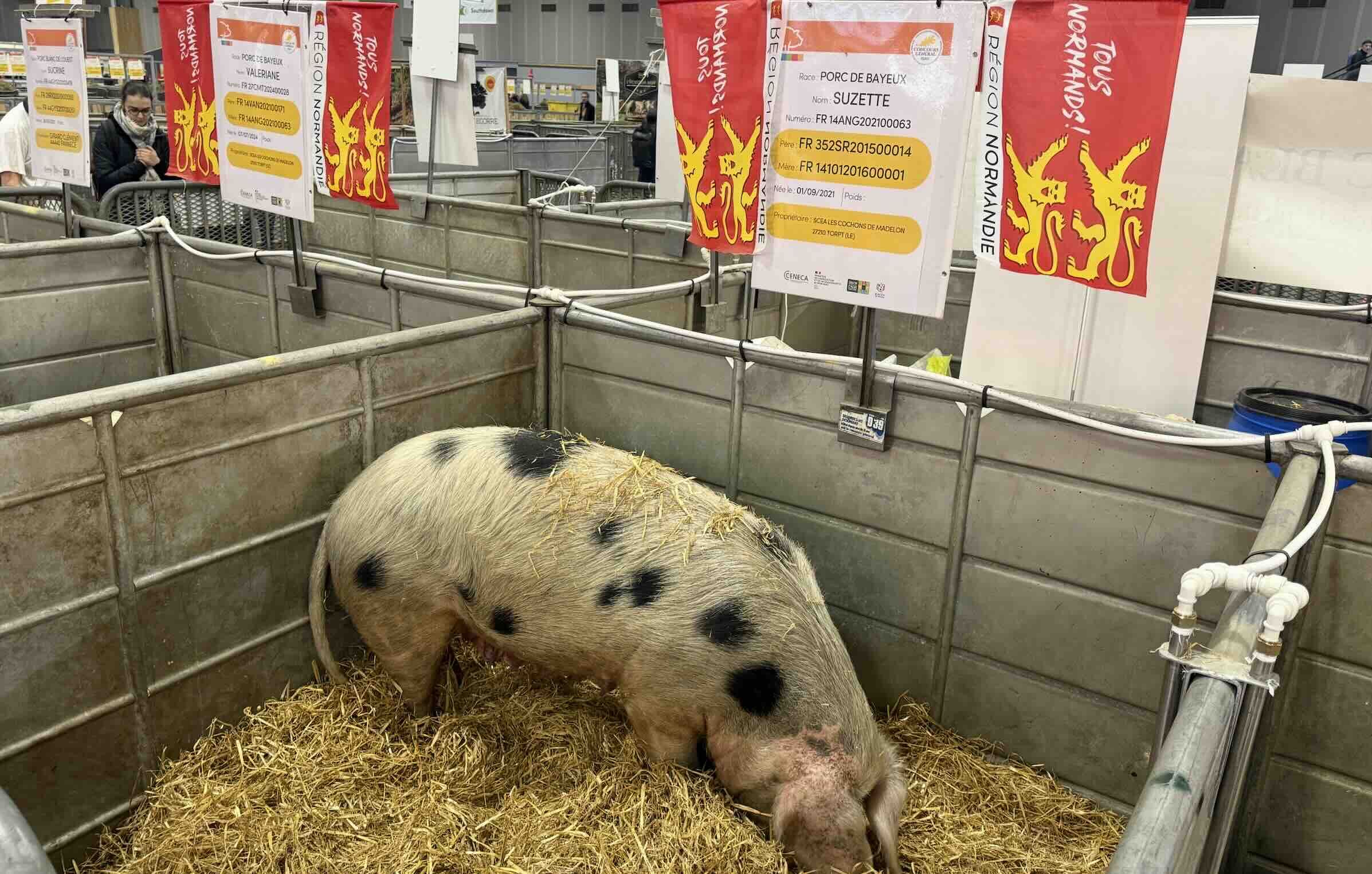 Le cochon de Bayeux est menacé de disparition :  il demeure 26 élevages et à peu près autant de verrats et une bonne centaine de truies