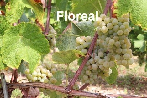 Floreal est la variété résistante au mildiou et à l’oïdium la plus cultivée en France, avec près de 700 ha. ©Inrae.