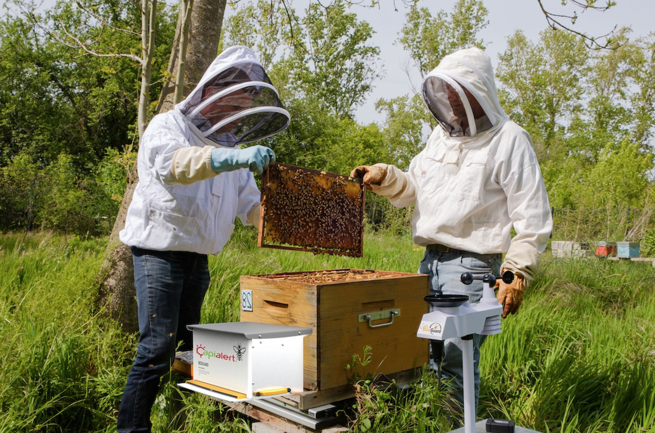 BeeLive ou comment accéder à la biosurveillance de l’environnement par l’entremise des abeilles et de la technologie (Crédit photo : Beeguard)