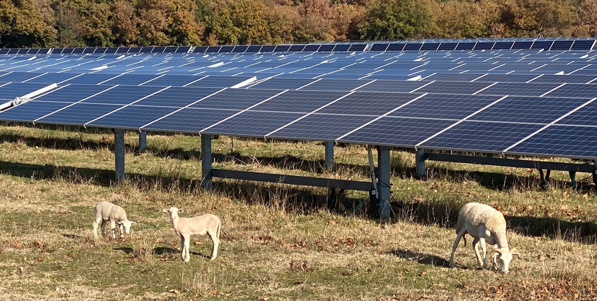 La filière ovine s’avère très attractive... pour les opérateurs photovoltaïques (Crédit photos : R. Lecocq)