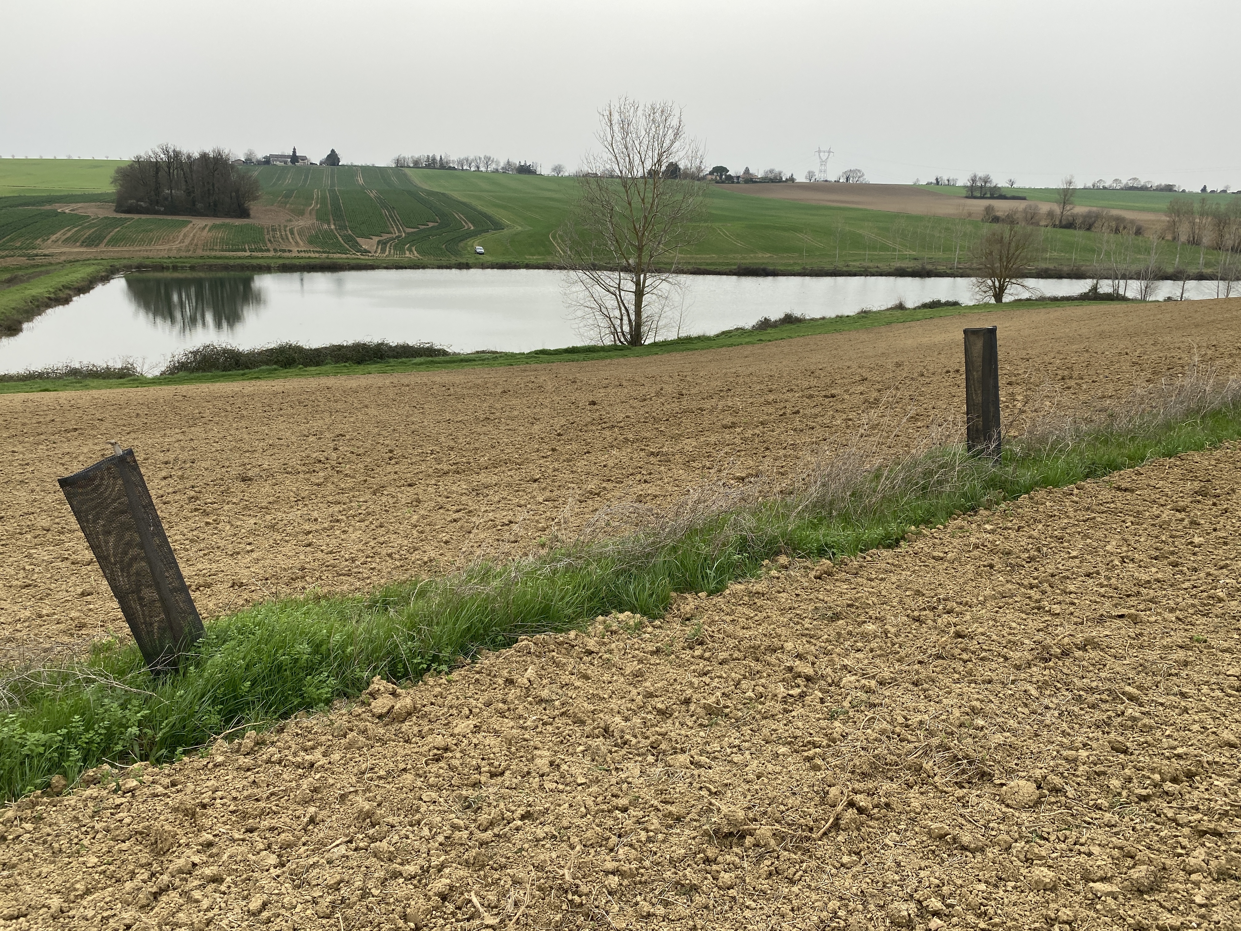 Parcelle en agroforesterie surplombant l'une des deux retenues collinaires