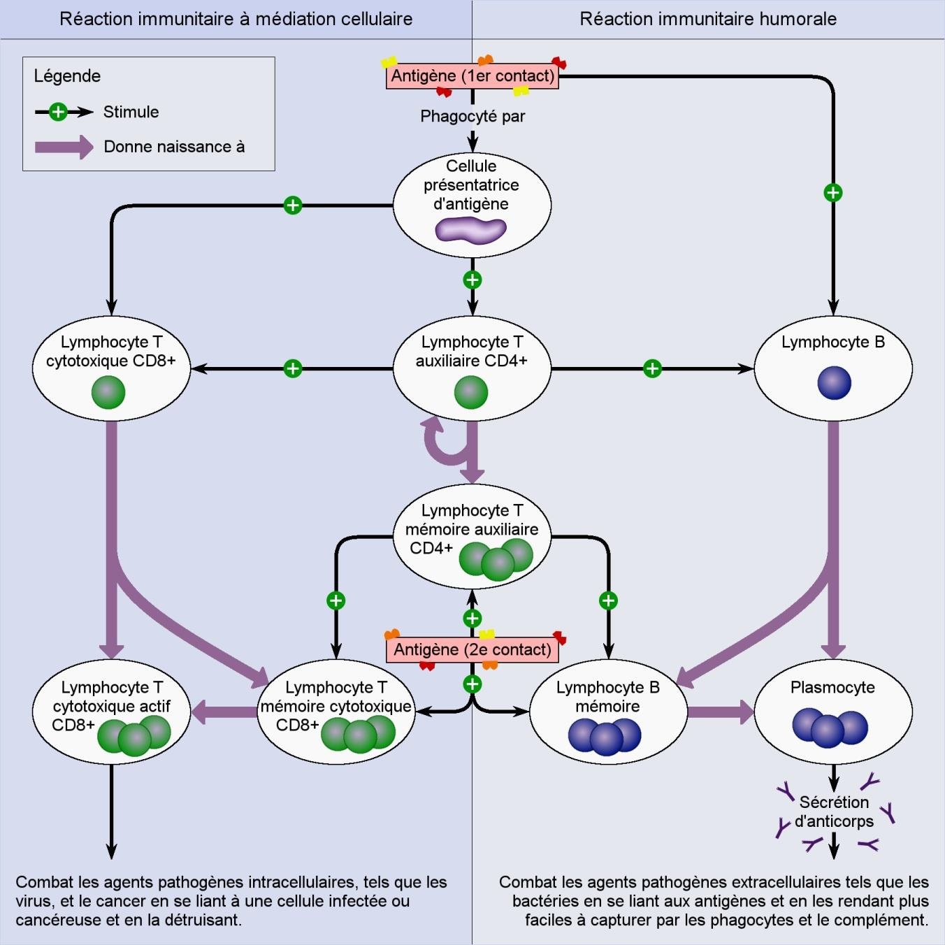 Adapté de Campbell Biology