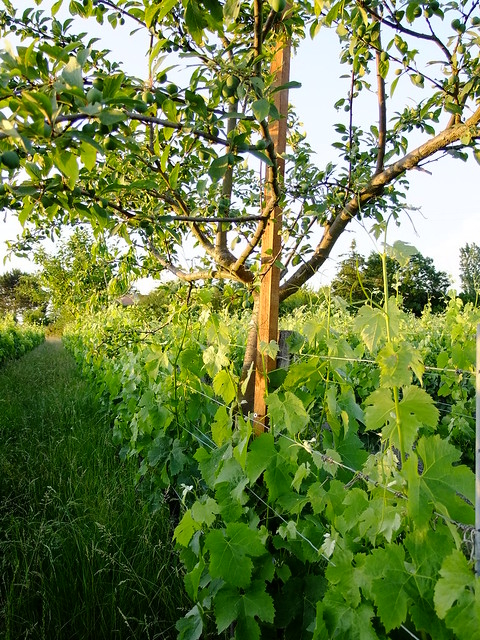 Système agroforestier en viticulture (Crédit photo : Domaine Emile Grelier)