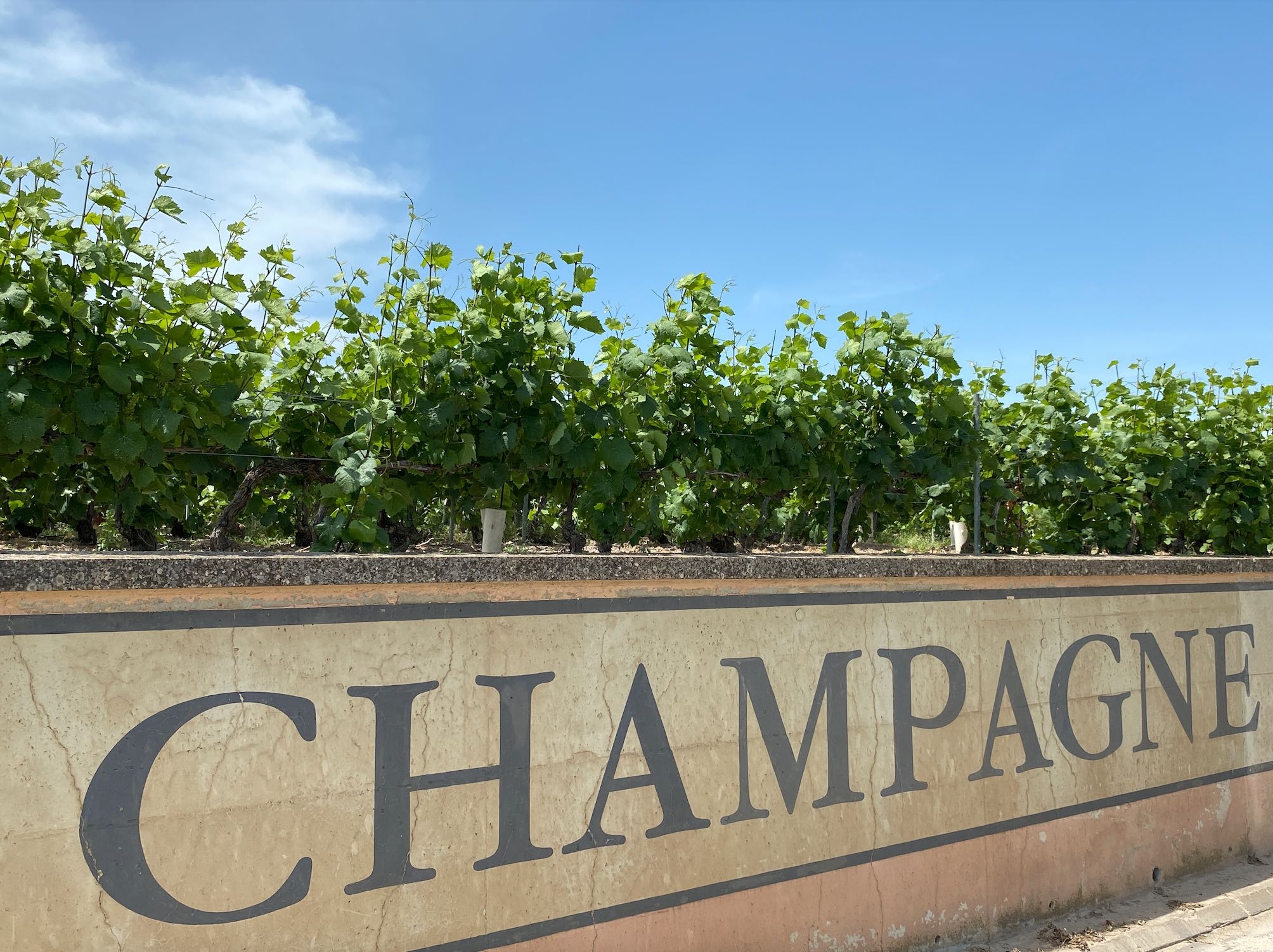 Tous secteurs économiques confondus, les vins et spiritueux se situent au deuxième rang des excédents de la balance commerciale de la France, derrière l’aéronautique (Crédit photo : R. Lecocq)