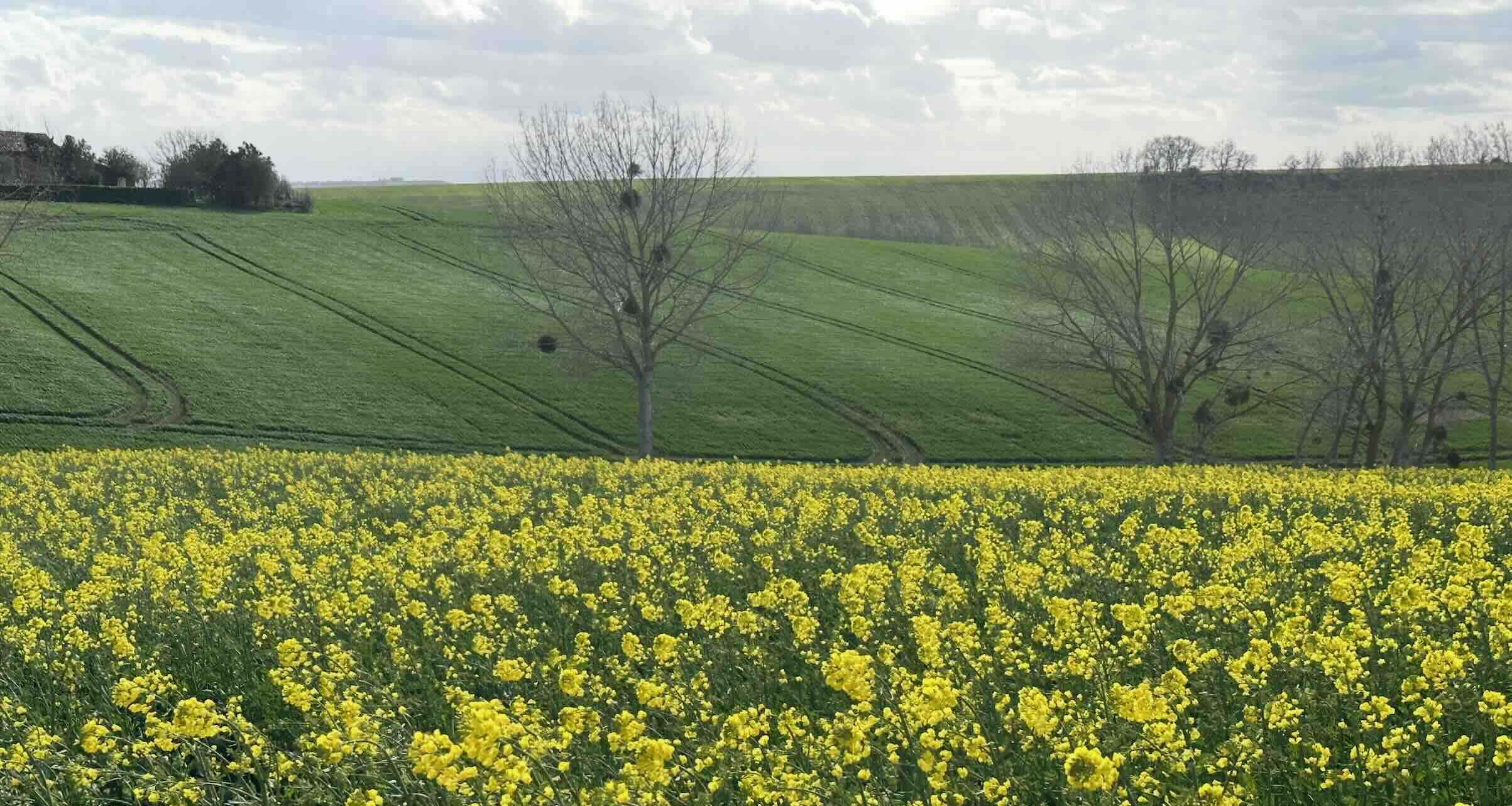 Après l’ouverture de la télédéclaration Pac aux productions animales, la procédure est désormais ouverte pour l’ensemble des aides (Crédit photo : R. Lecocq)