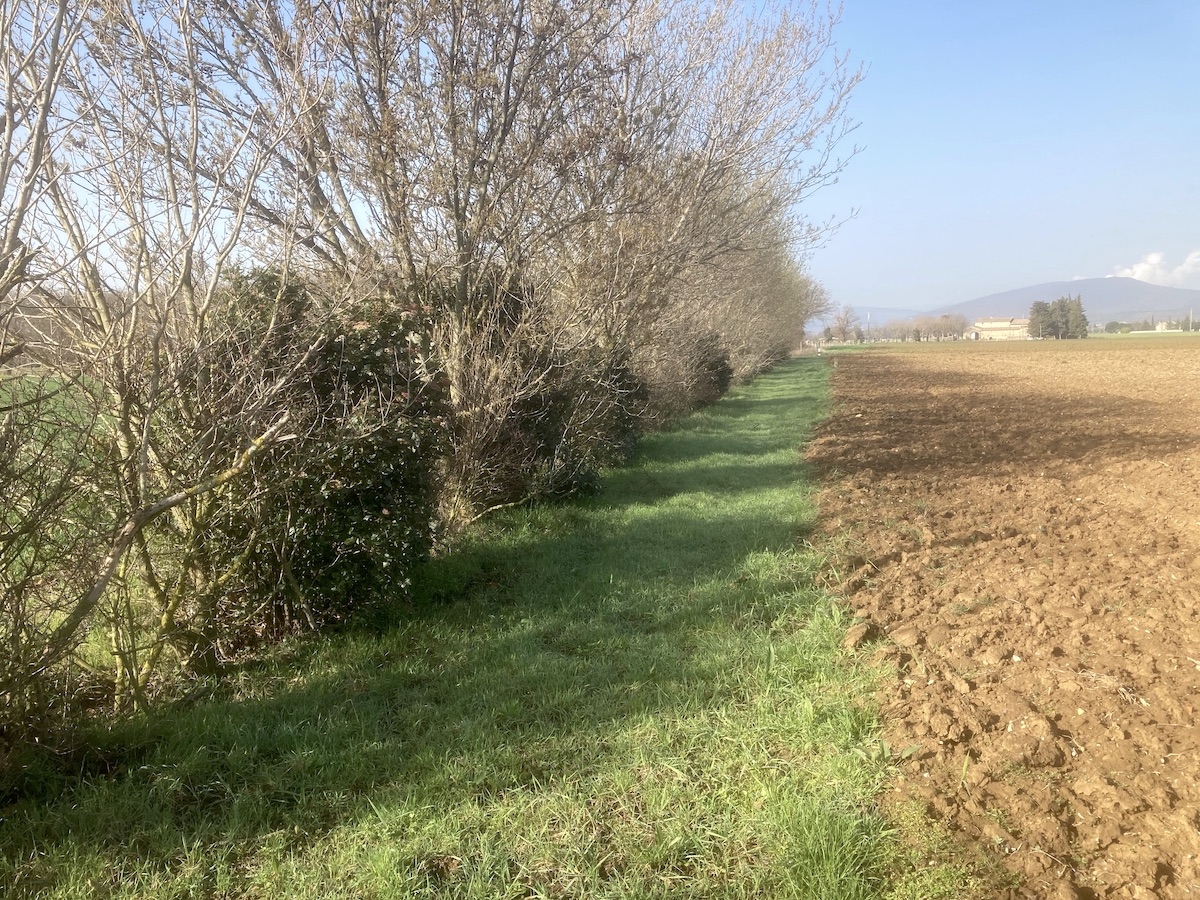 Entre sa parcelle et celle de son voisin, David Peyremorte a mis en place une haie et une bande enherbée.