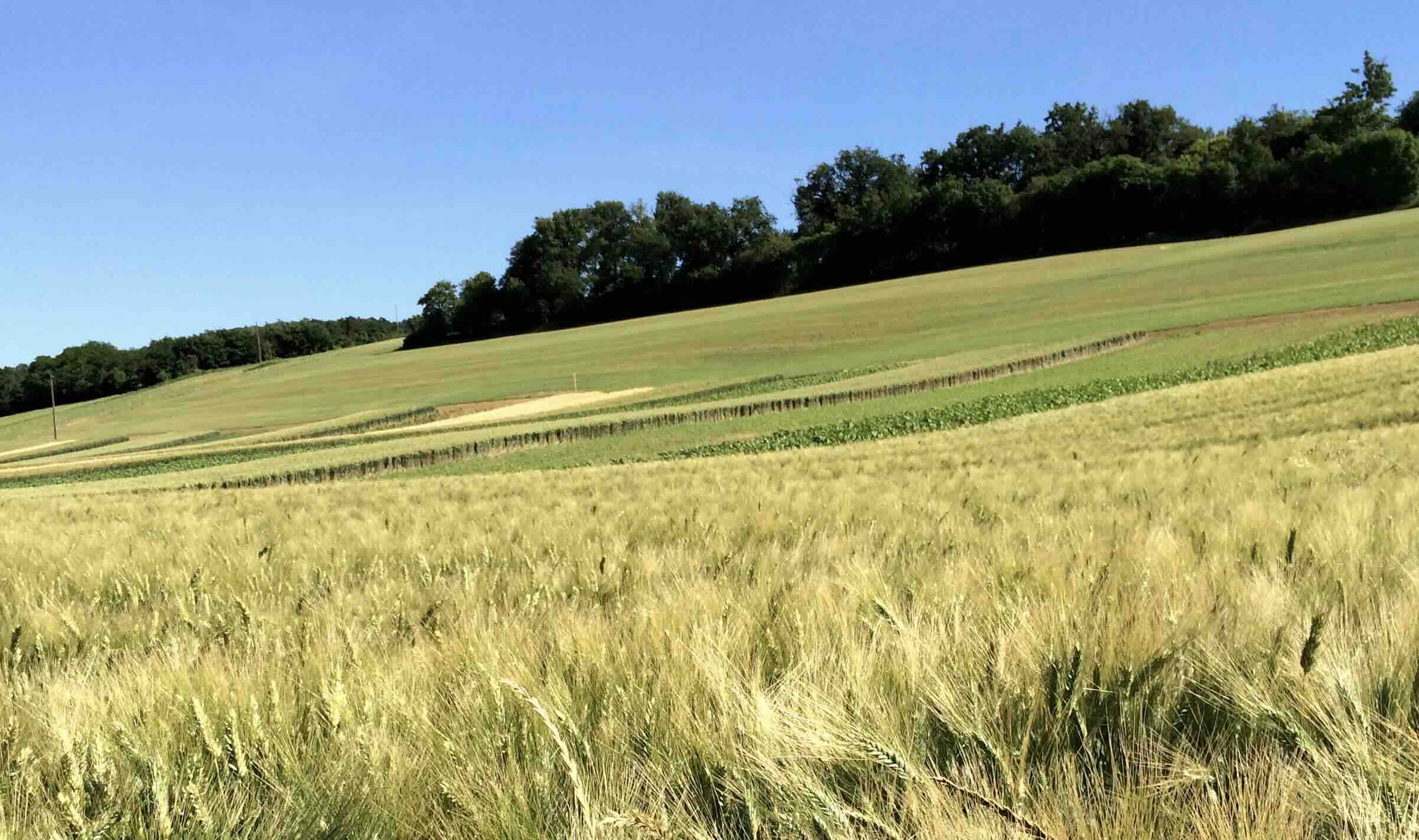 La méthode d’accompagnement développée dans le réseau Dephy s’appuie sur les travaux préalables du RMT Systèmes de culture innovants (Crédit photo : Marie Debandt)