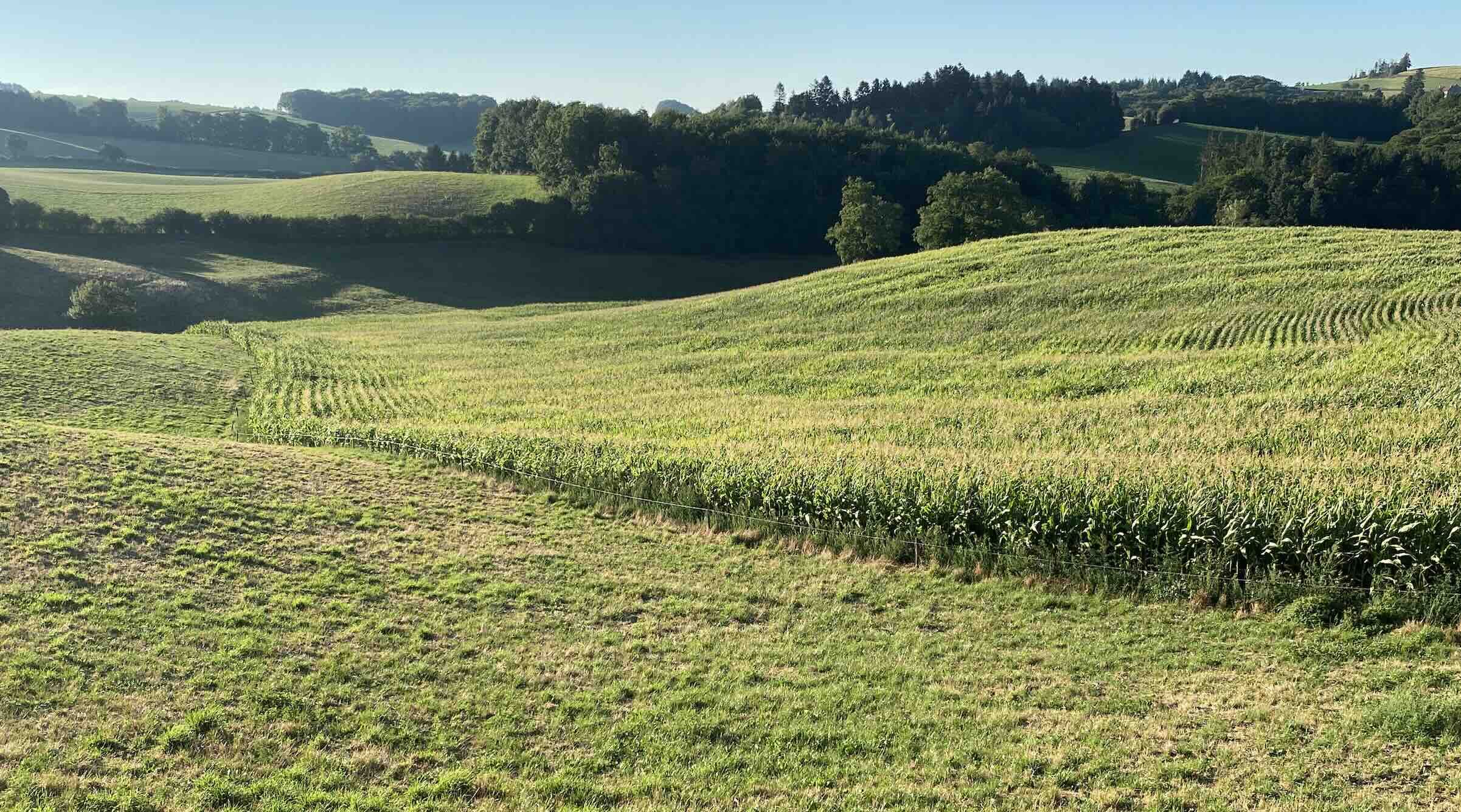 Dans ces systèmes, la part de céréales à paille diminue légèrement, substituées par l’implantation de mélanges fourragers qui s’insèrent facilement dans une rotation à base de maïs et de prairies (Crédit photo : R. Lecocq)