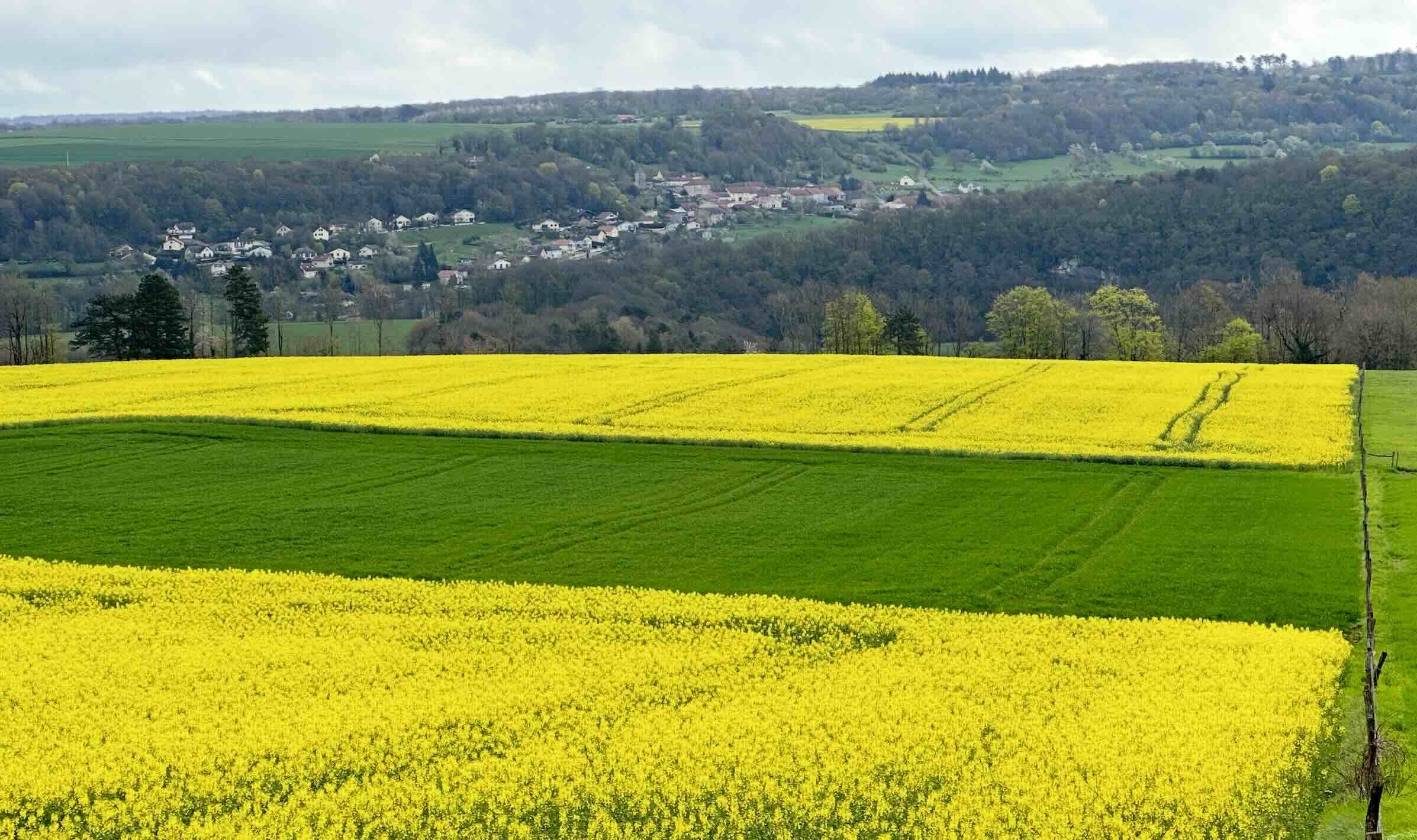 Les systèmes de cultures « céréaliers divers » sont très influencés par les trajectoires du blé tendre d’hiver et du colza (Crédit photo : R. Lecocq)