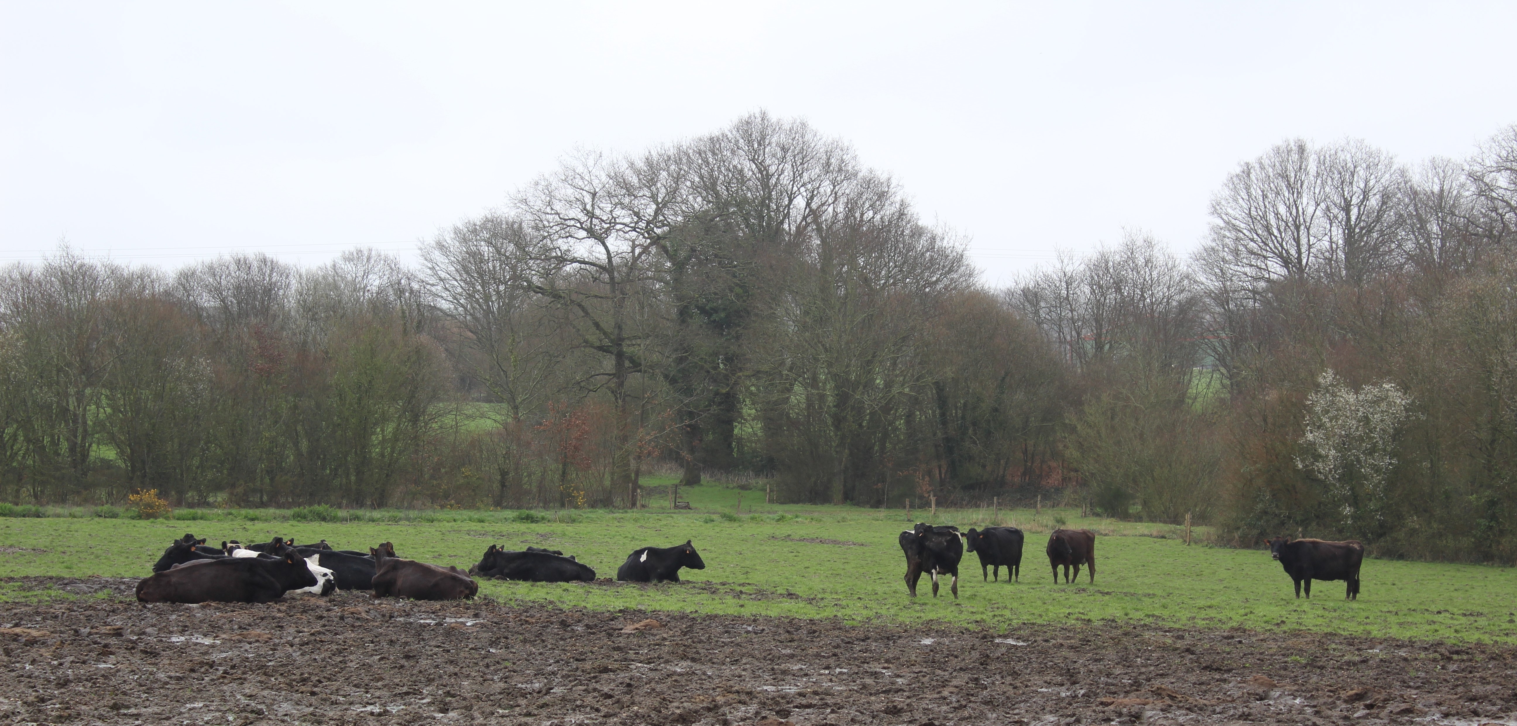 Fin février, l’état des parcelles d’hivernage peut se dégrader. Elles intégreront la rotation du système herbager une fois que les vaches seront passées une fois dans chacune des autres parcelles. © TD