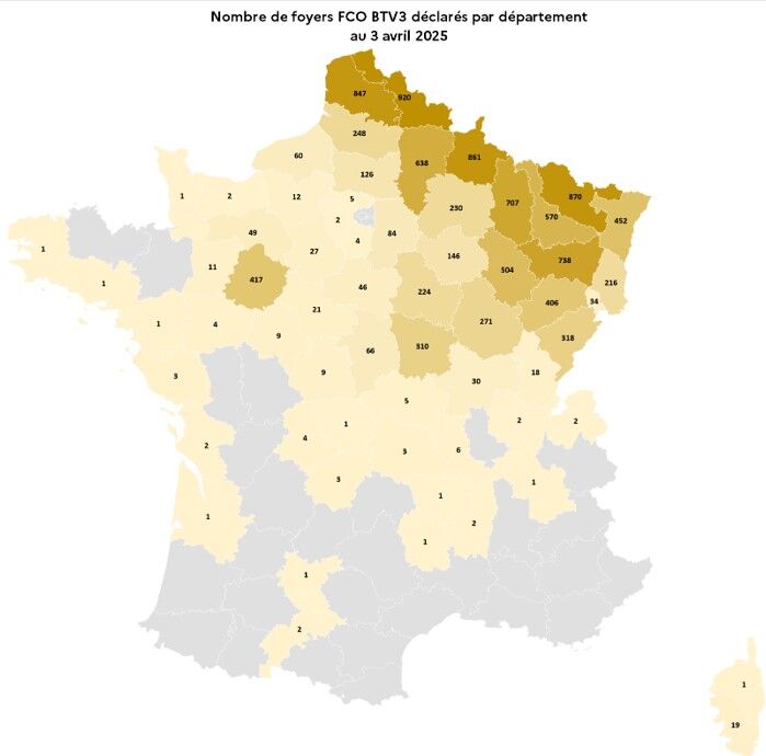 Entre le 5 août 2024 et le 03 avril 2025, 10.576 foyers de FCO-3 ont été recensés dans 62 départements. (Source : Ministère de l’Agriculture)