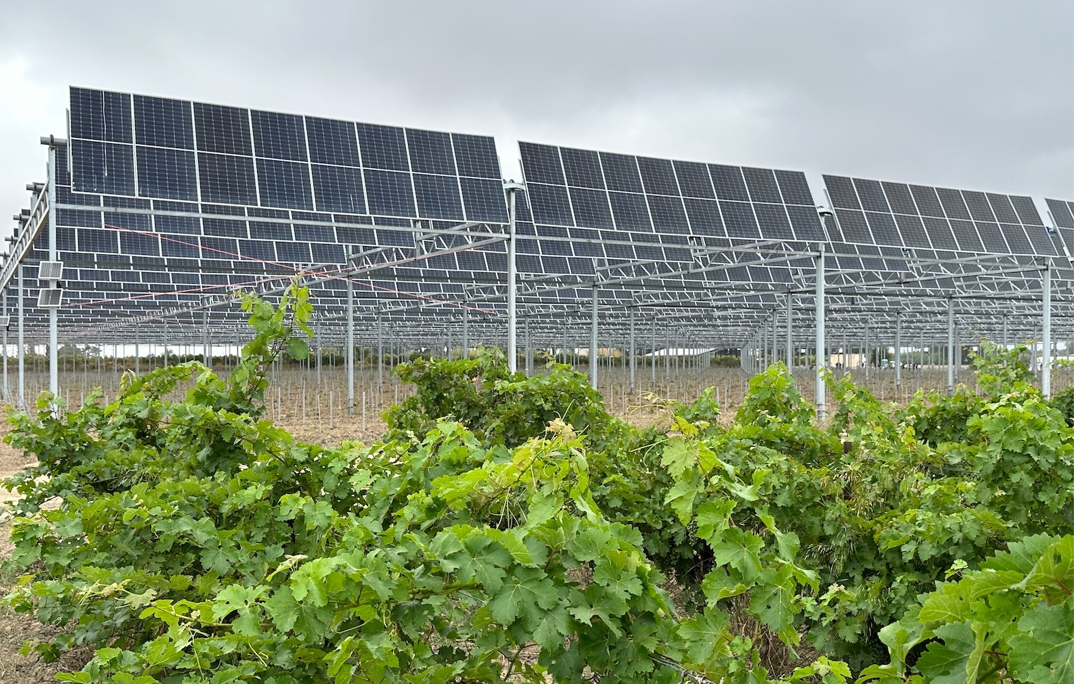 La vigne sous panneaux photovoltaïques sera conduite en taille rase mécanique et valorisée en IGP blanc et rosé