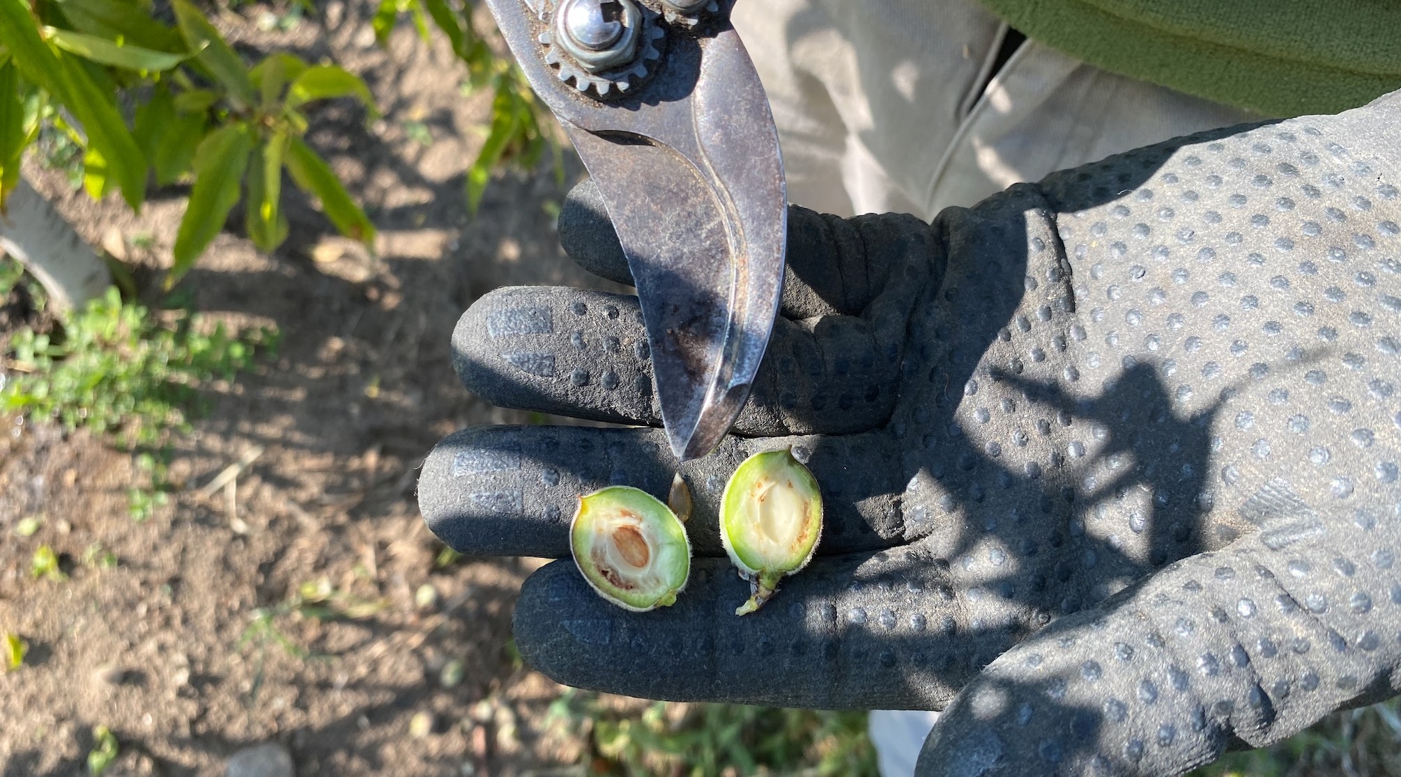 Sur pêcher, le fruit est extérieurement intact mais l’amande est touchée