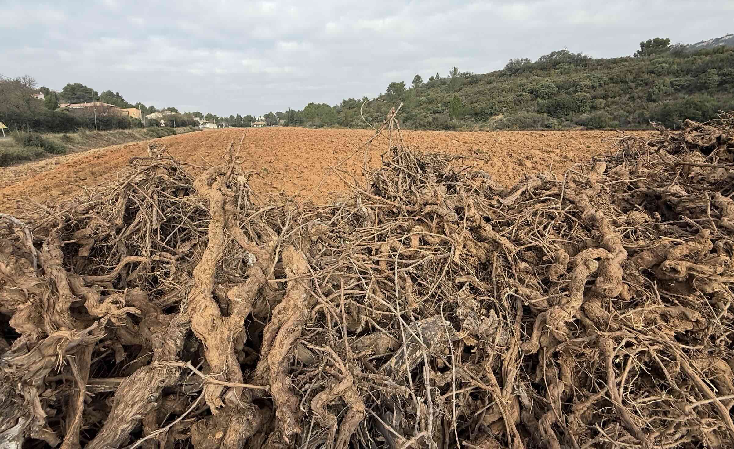 Le dispositif « exceptionnel » d’aide à la réduction définitive du potentiel viticole » a effacé 27.461 hectares dont la moitié en Languedoc-Roussillon (Crédit photo : R. Lecocq)