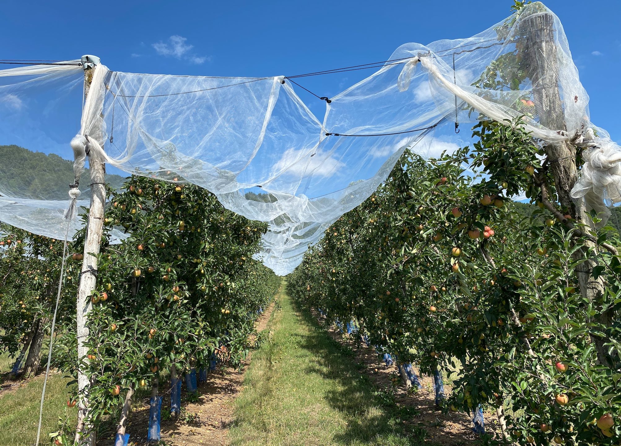 Moins de production, des exportations en berne, des importations qui augmentent : la pomme française décroche, selon un rapport sénatorial (Crédit photo : R. Lecocq)