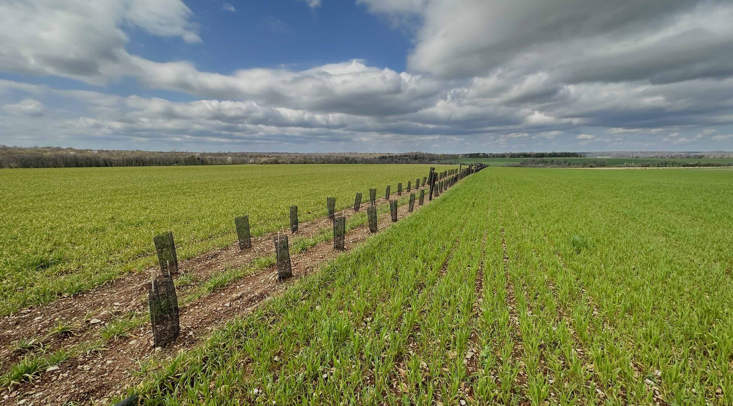 La haie, sacrifiée depuis des lustres par les remembrements et les arasements au nom des gains de productivité, allait de nouveau barrer l’horizon des mornes plaines (Crédit photo : R. Lecocq)