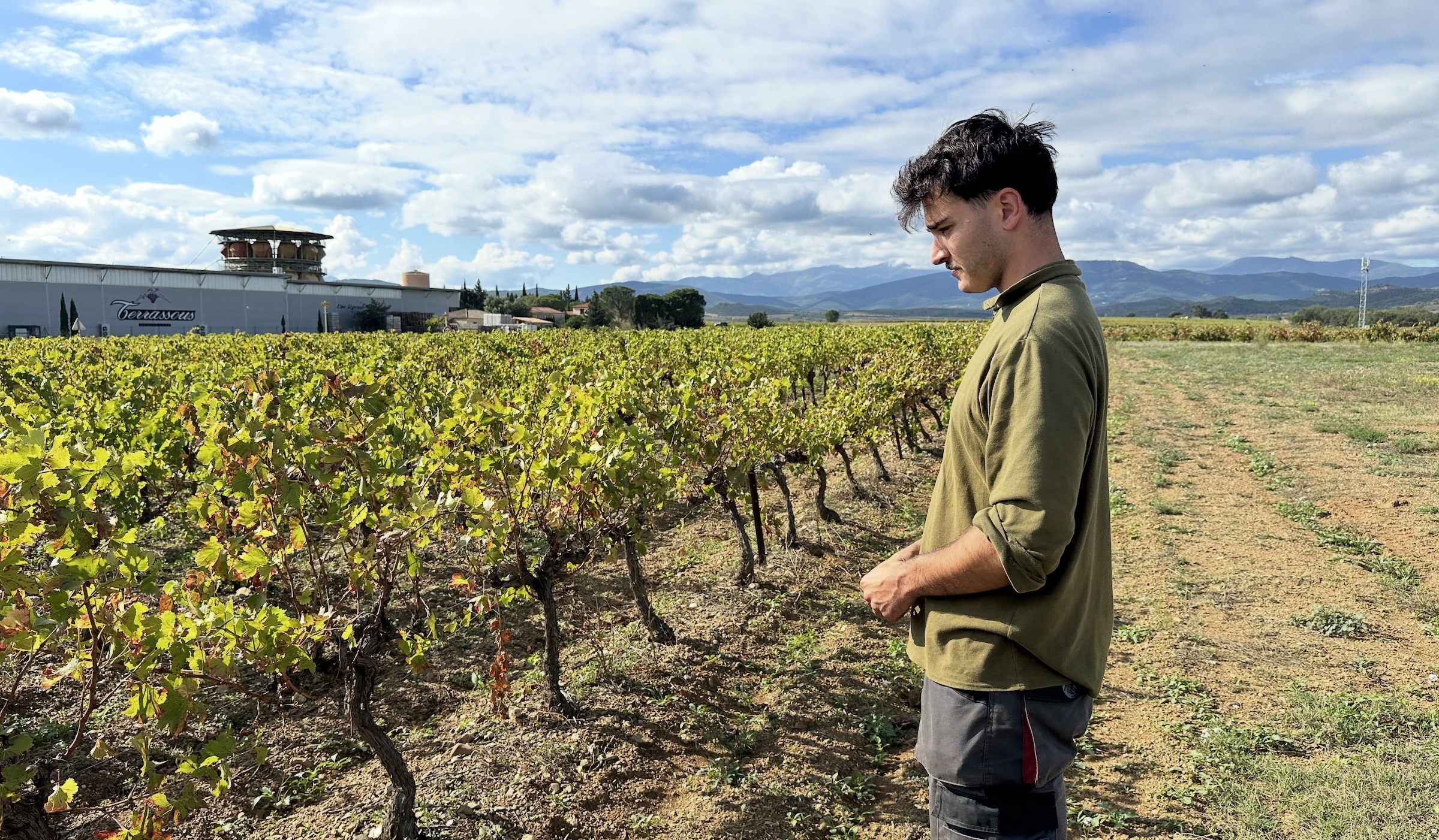 Amaury Paraire devant une parcelle de syrah, « foudroyée par le soleil » (Crédit photo : R. Lecocq)