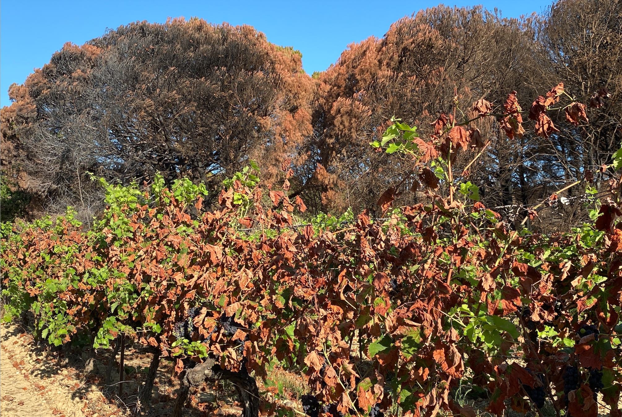 La vigne est davantage victime des radiations thermiques que de l’exposition directe aux flammes