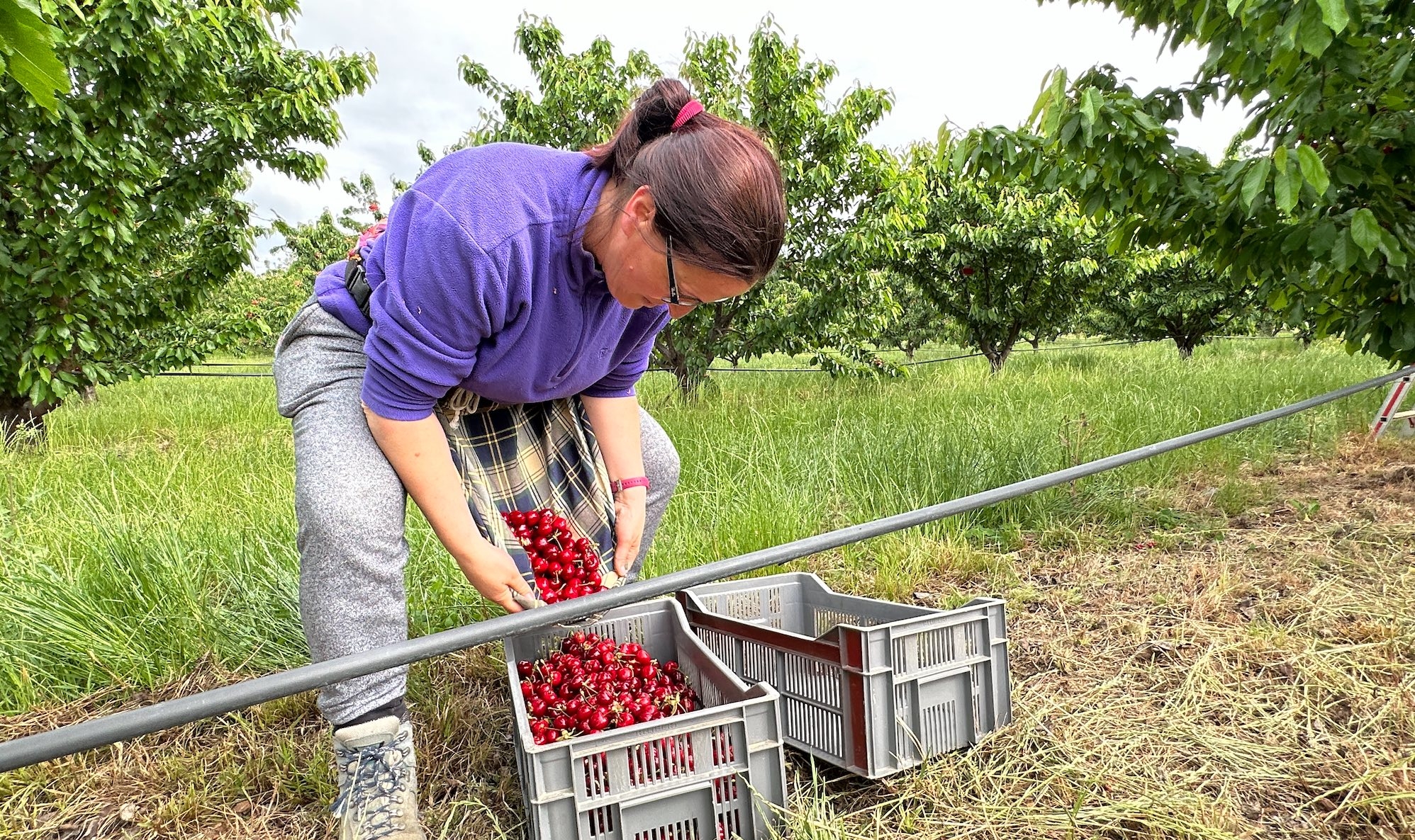 La « falda » (jupe), équipement essentiel à la récolte des cerises à Céret