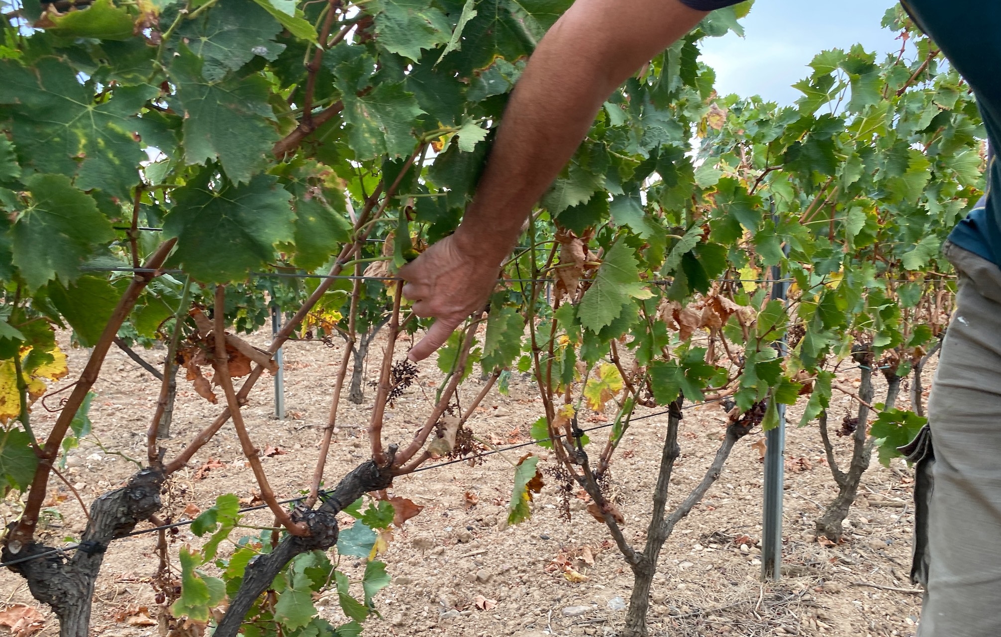 Moins de raisins, plus petits et moins de fructifications l’année suivante : la triple peine du changement climatique en Roussillon