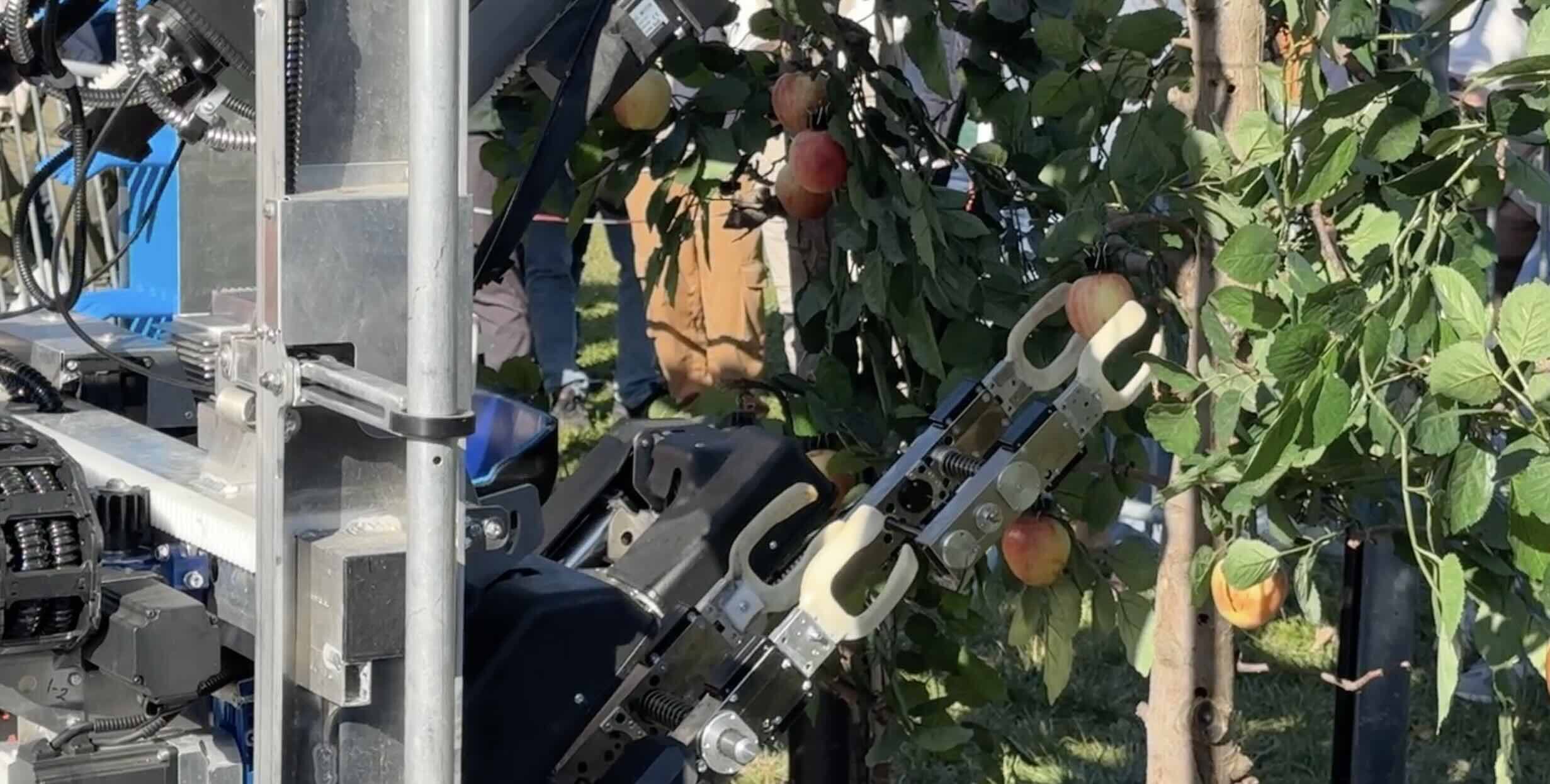 La pomme est happée par une main qui assure la rotation du fruit avant de la décrocher