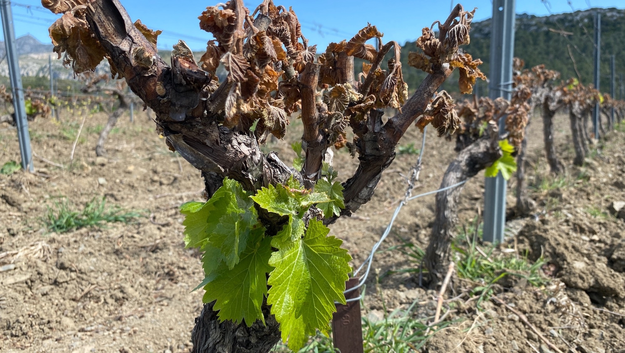 Le Fonds de solidarité nationale déclenche en cas de pertes exceptionnelles, fixées à 50% pour les grandes cultures, les cultures industrielles, les légumes et la vigne et à 30% pour toutes les autres productions, dont l’arboriculture et les prairies (Crédit photo : R. Lecocq)